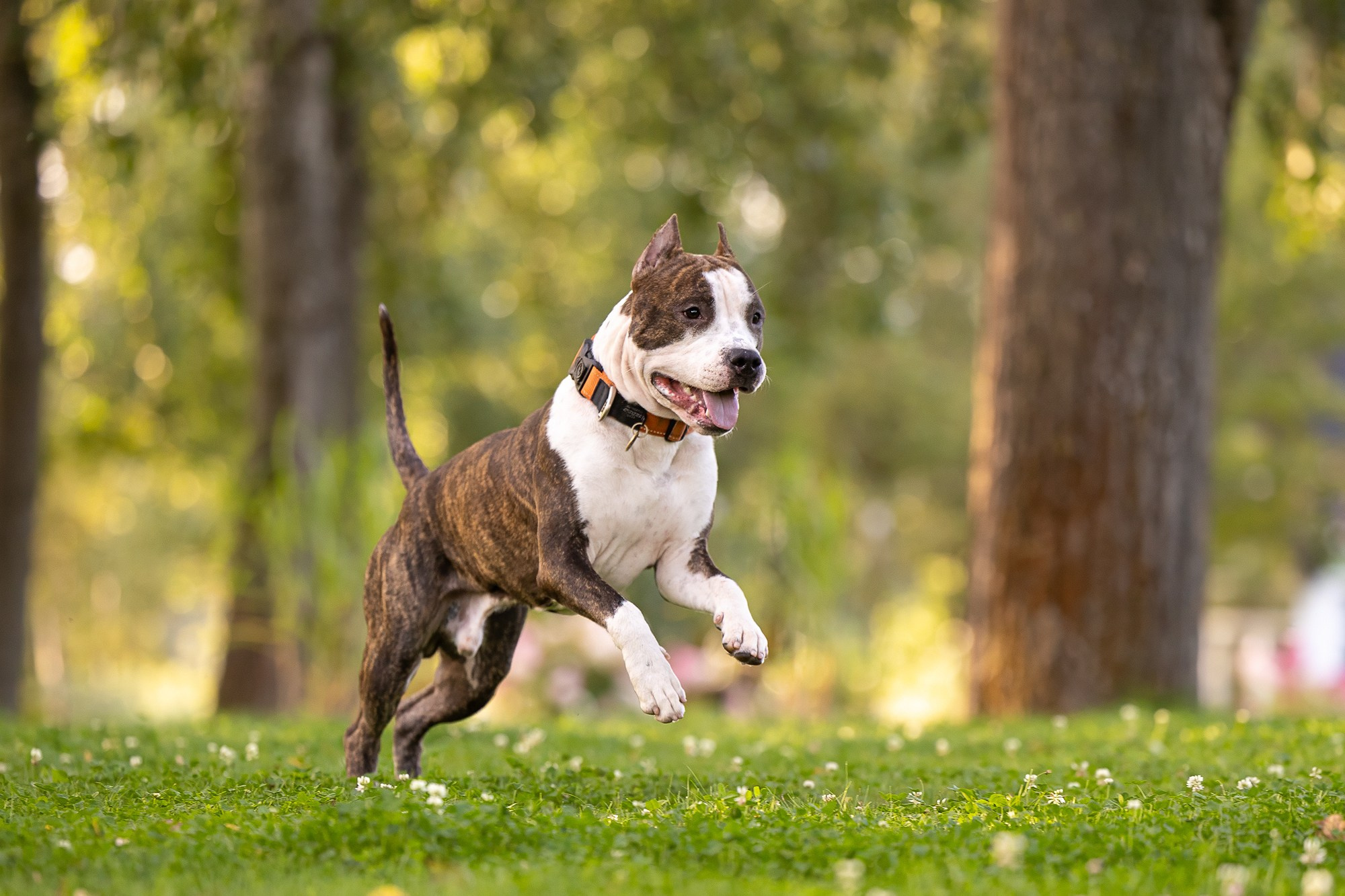 Амстафф Честер и его семья. Фотограф-анималист Natalia Deingel | Фотосъемка собак в Москве