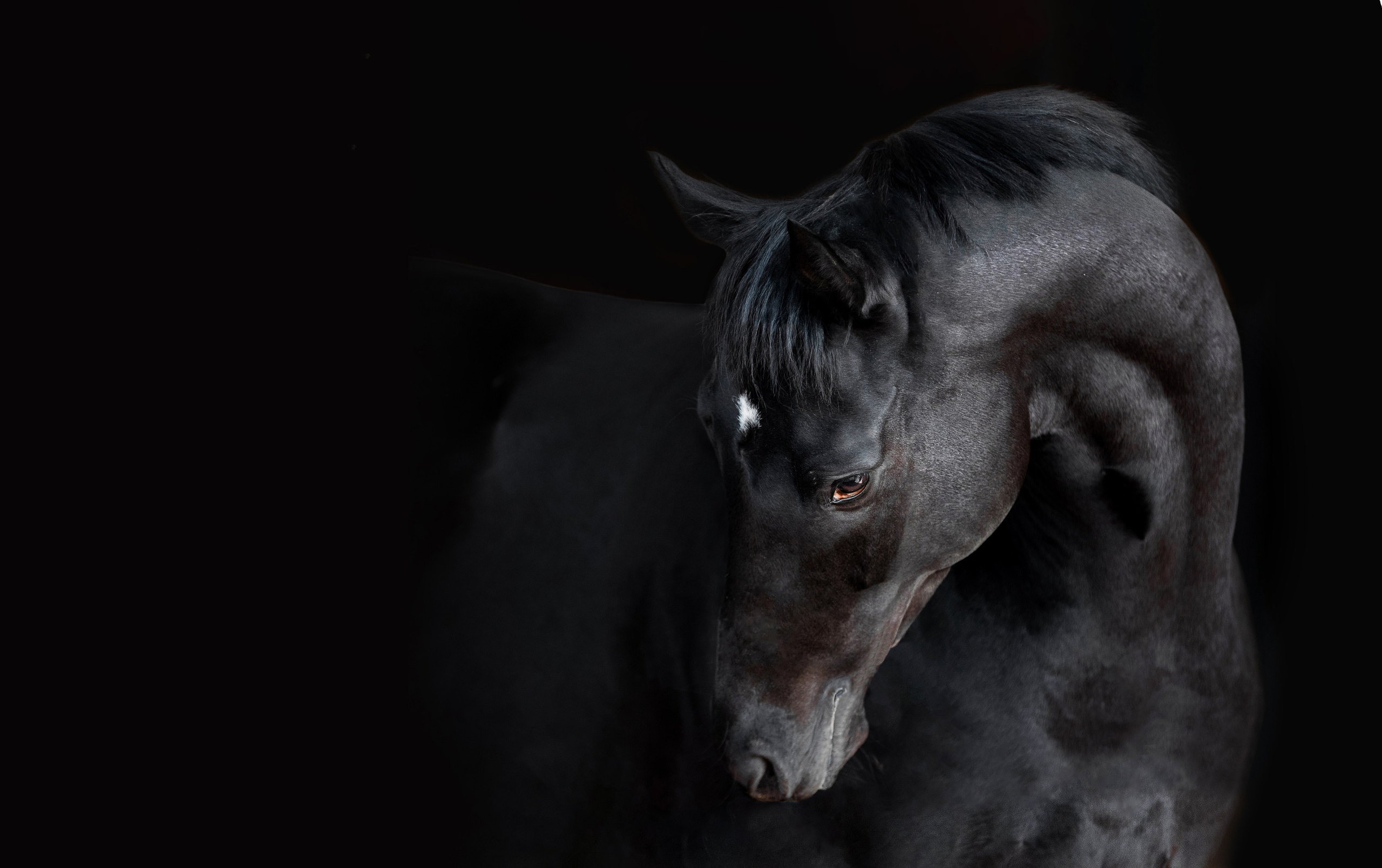 На природе. Фотограф-анималист Ксендзова Кристина