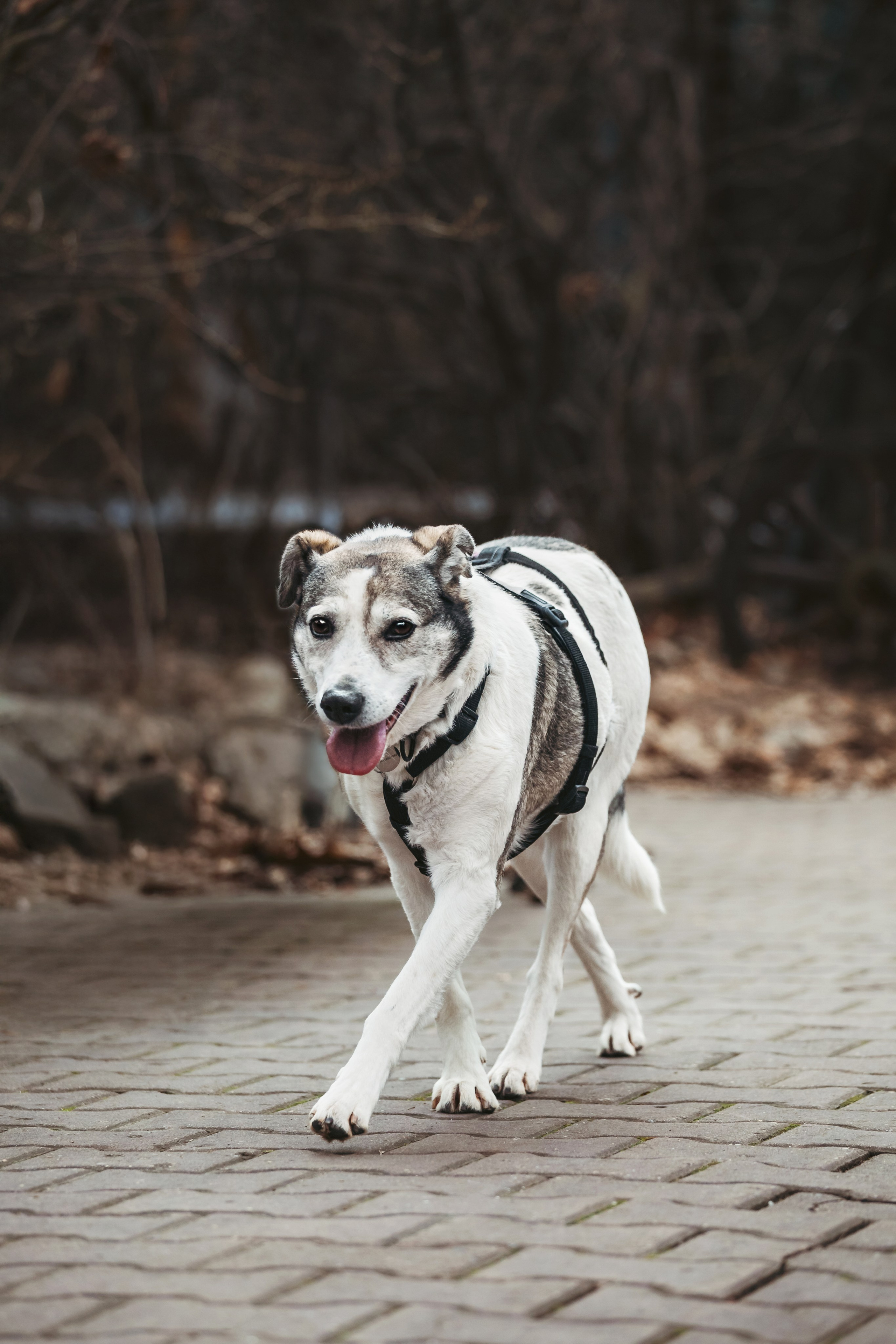 Собаки из приюта Дубовая роща весна 2025. Фотограф-анималист Татьяна Степанова
