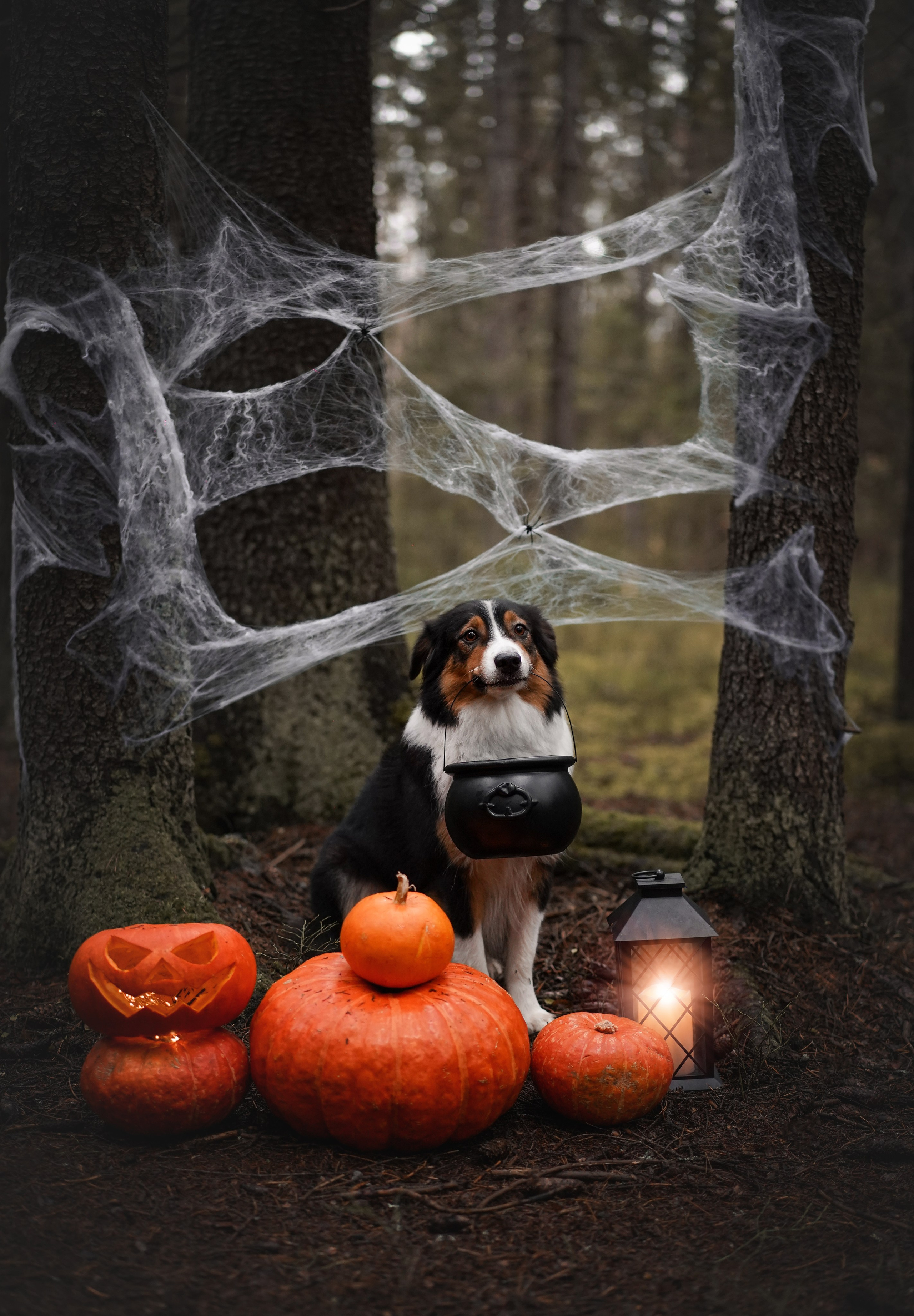 Аусси Хэллоуин 24. Фотограф-анималист в Санкт-Петербурге Яна Мартынова