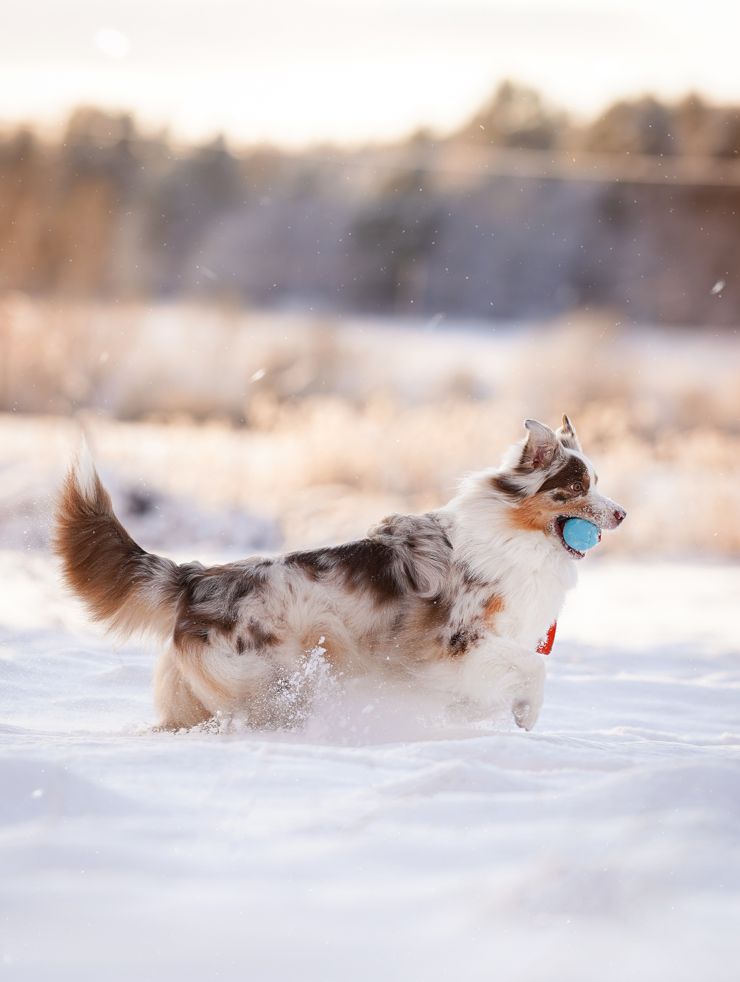 Панда и Юни Карелия. Фотограф-анималист в Санкт-Петербурге Яна Мартынова