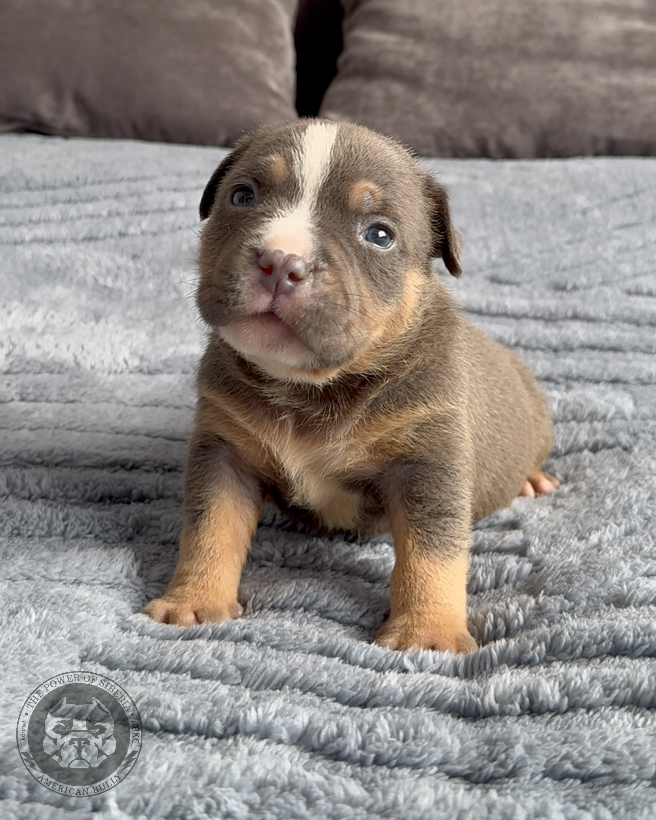 Свободные щенки Американский Булли, в типах покет, классик, стандарт. Американский Булли в г. Ростов-на-Дону. Питомник THE POWER OF SIBERIA