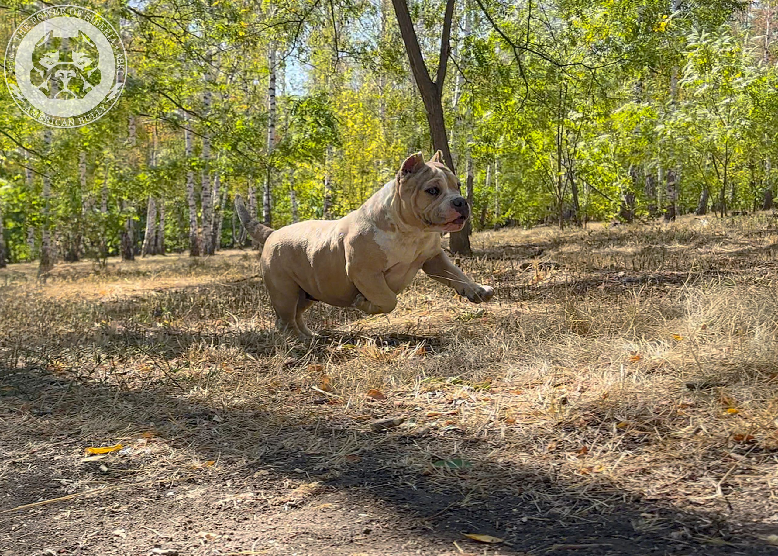 Помет Каспер и Тагира. 21.04.25. Американский Булли в г. Ростов-на-Дону. Питомник THE POWER OF SIBERIA