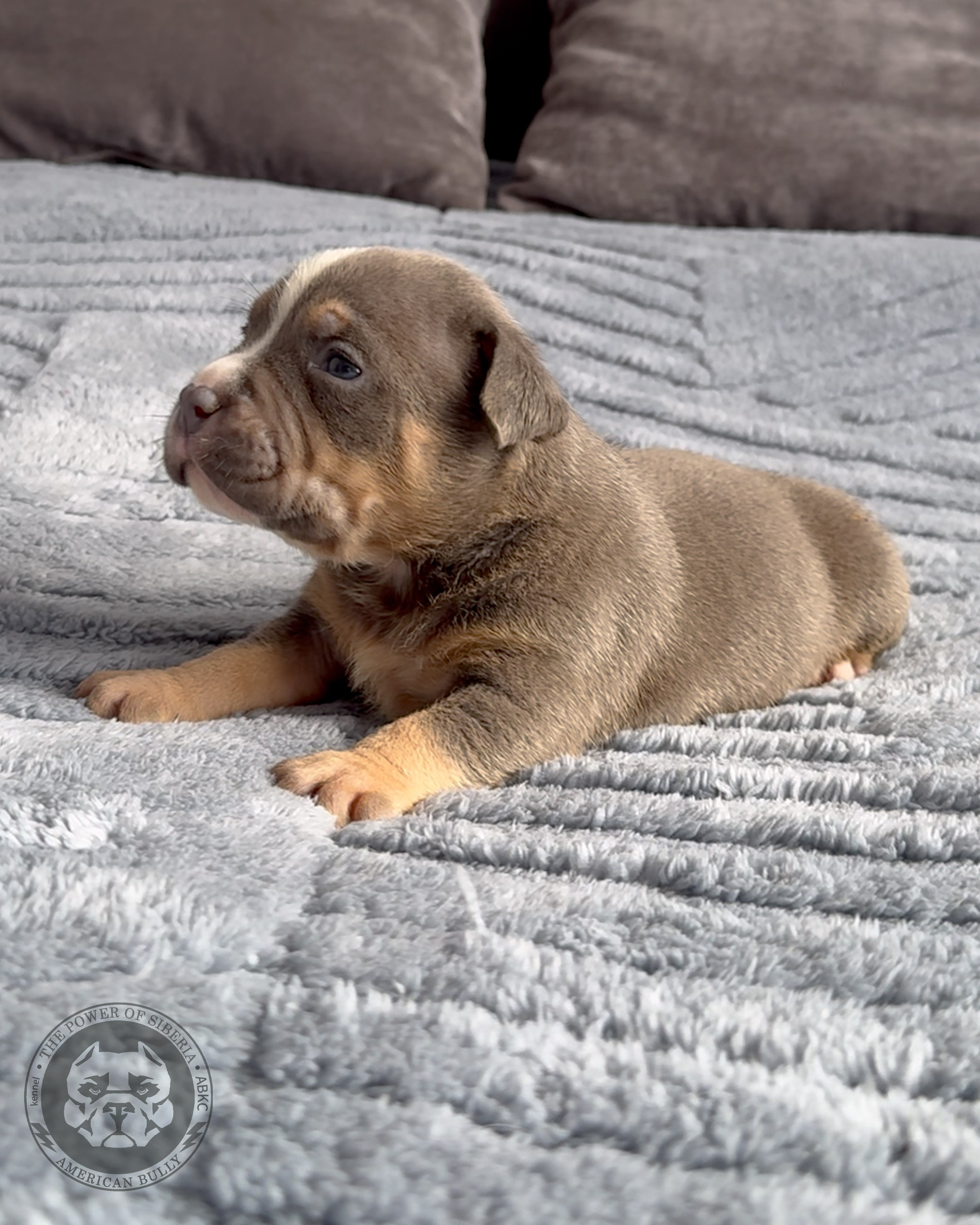 Свободные щенки Американский Булли, в типах покет, классик, стандарт. Американский Булли в г. Ростов-на-Дону. Питомник THE POWER OF SIBERIA