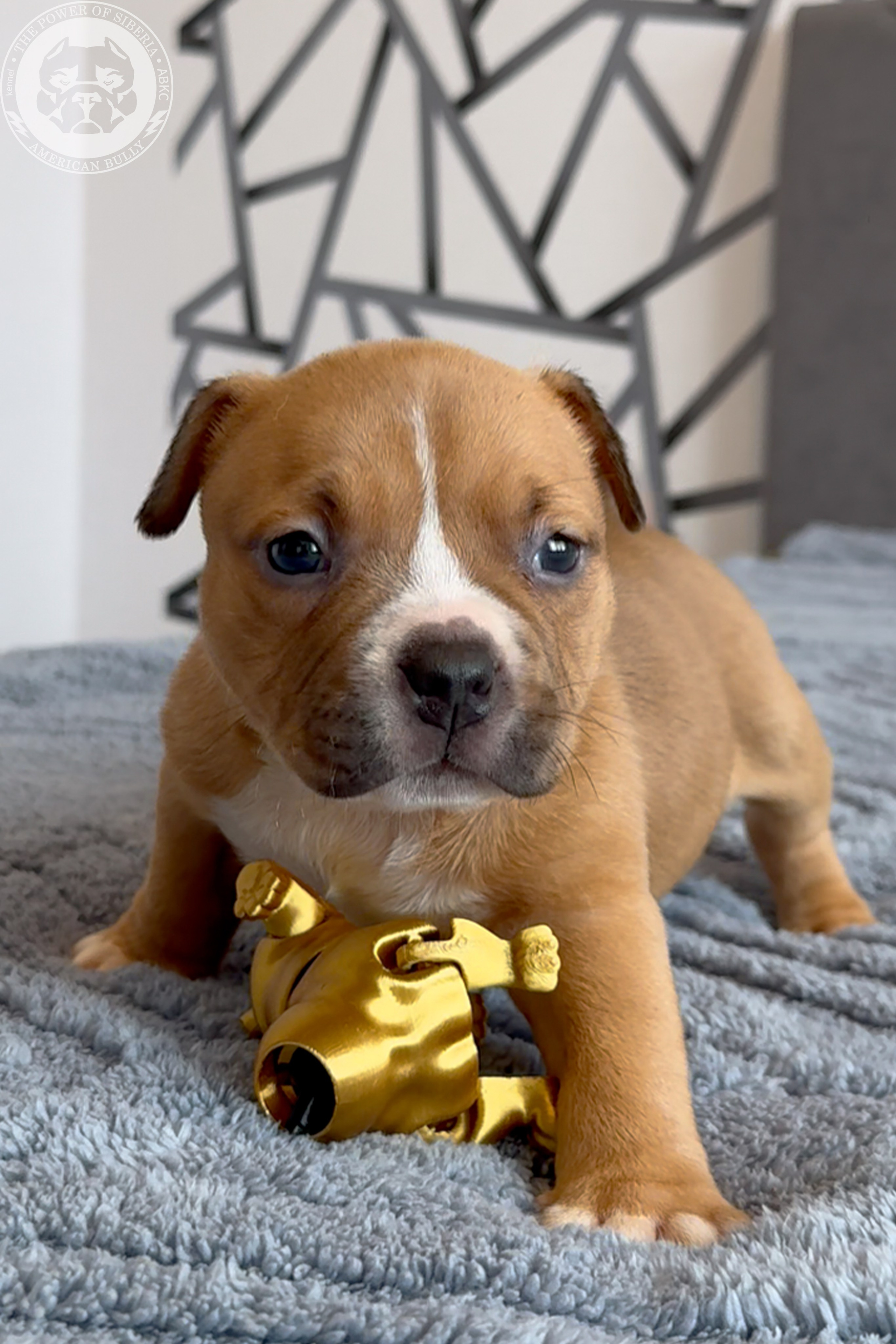 Свободные щенки Американский Булли, в типах покет, классик, стандарт. Американский Булли в г. Ростов-на-Дону. Питомник THE POWER OF SIBERIA