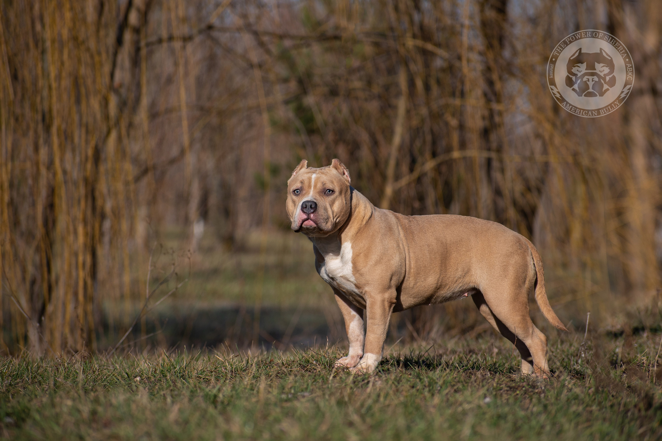 кобель на вязку Американский булли на Алтае