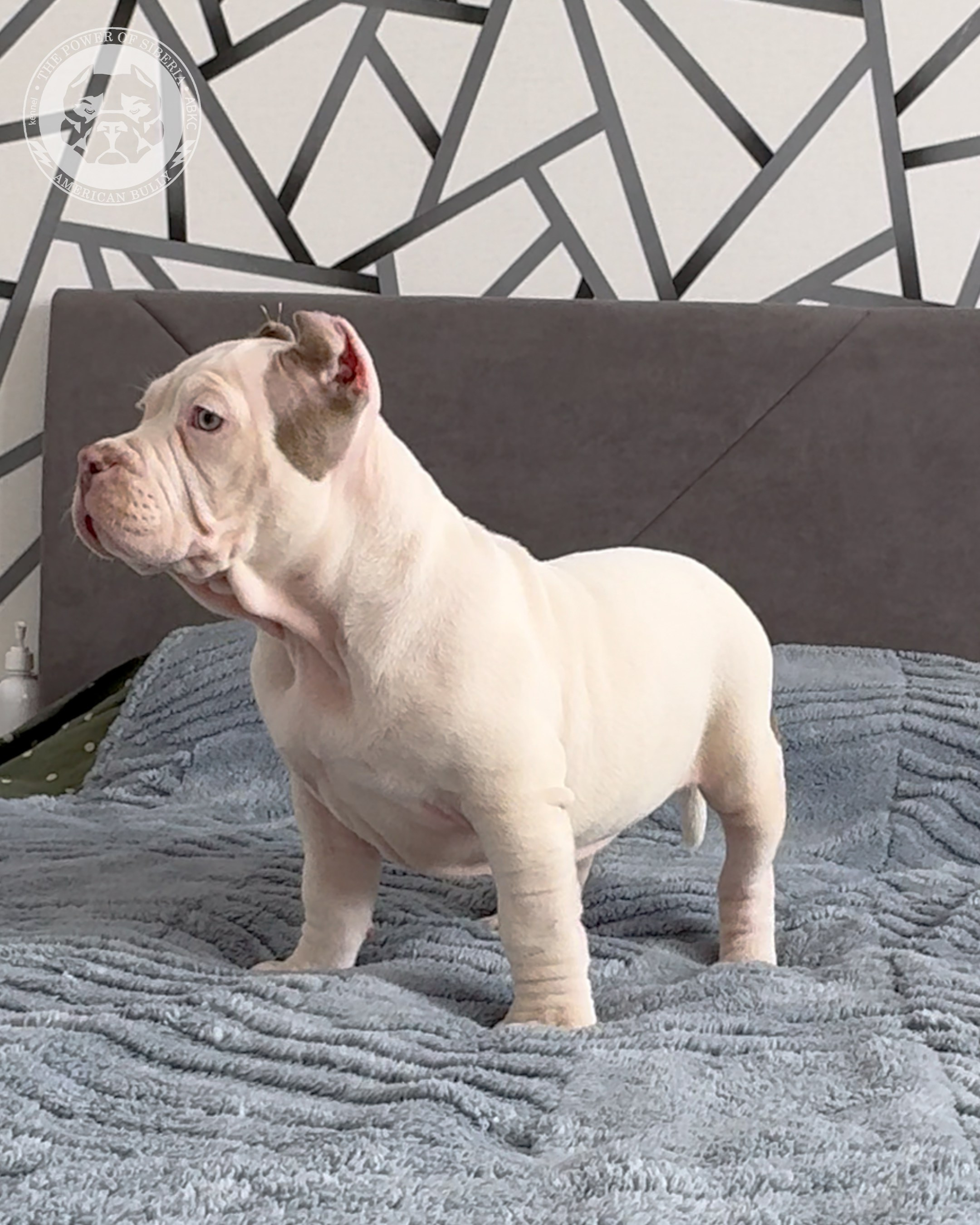 Свободные щенки Американский Булли, в типах покет, классик, стандарт. Американский Булли в г. Ростов-на-Дону. Питомник THE POWER OF SIBERIA