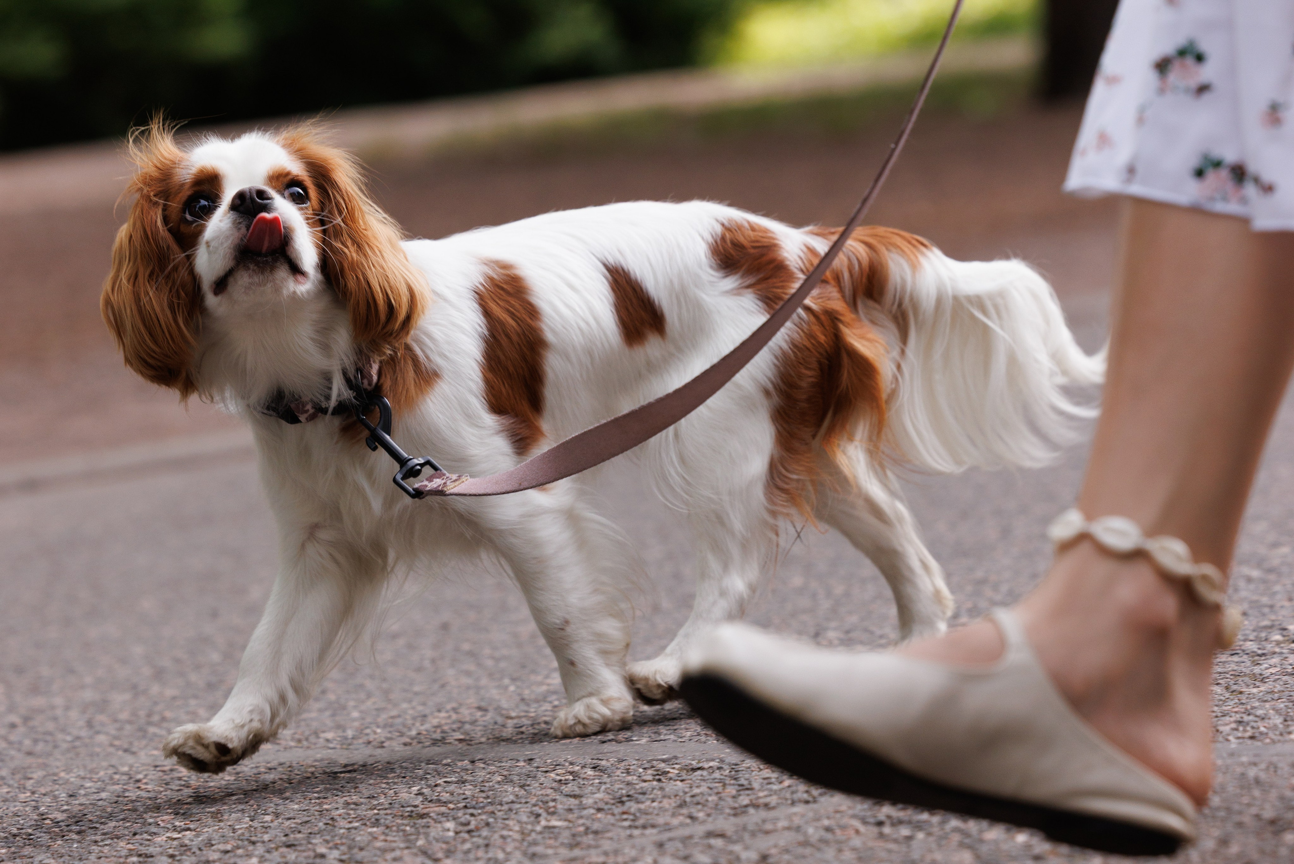 PetShopDays2026. Фотограф Александр Заломаев
