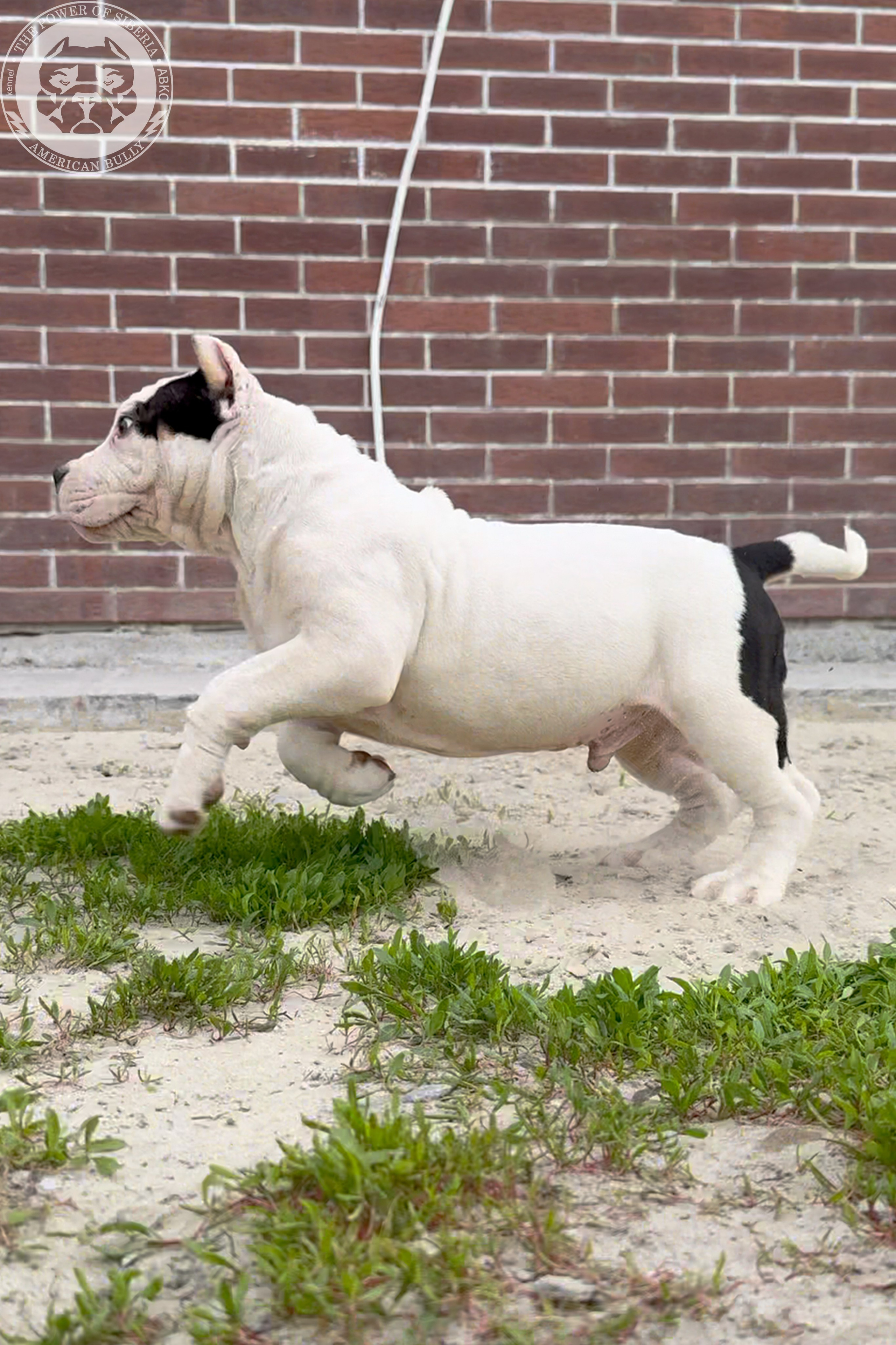 20.01.26-Рокси-Арчи. Американский Булли в г. Ростов-на-Дону. Питомник THE POWER OF SIBERIA