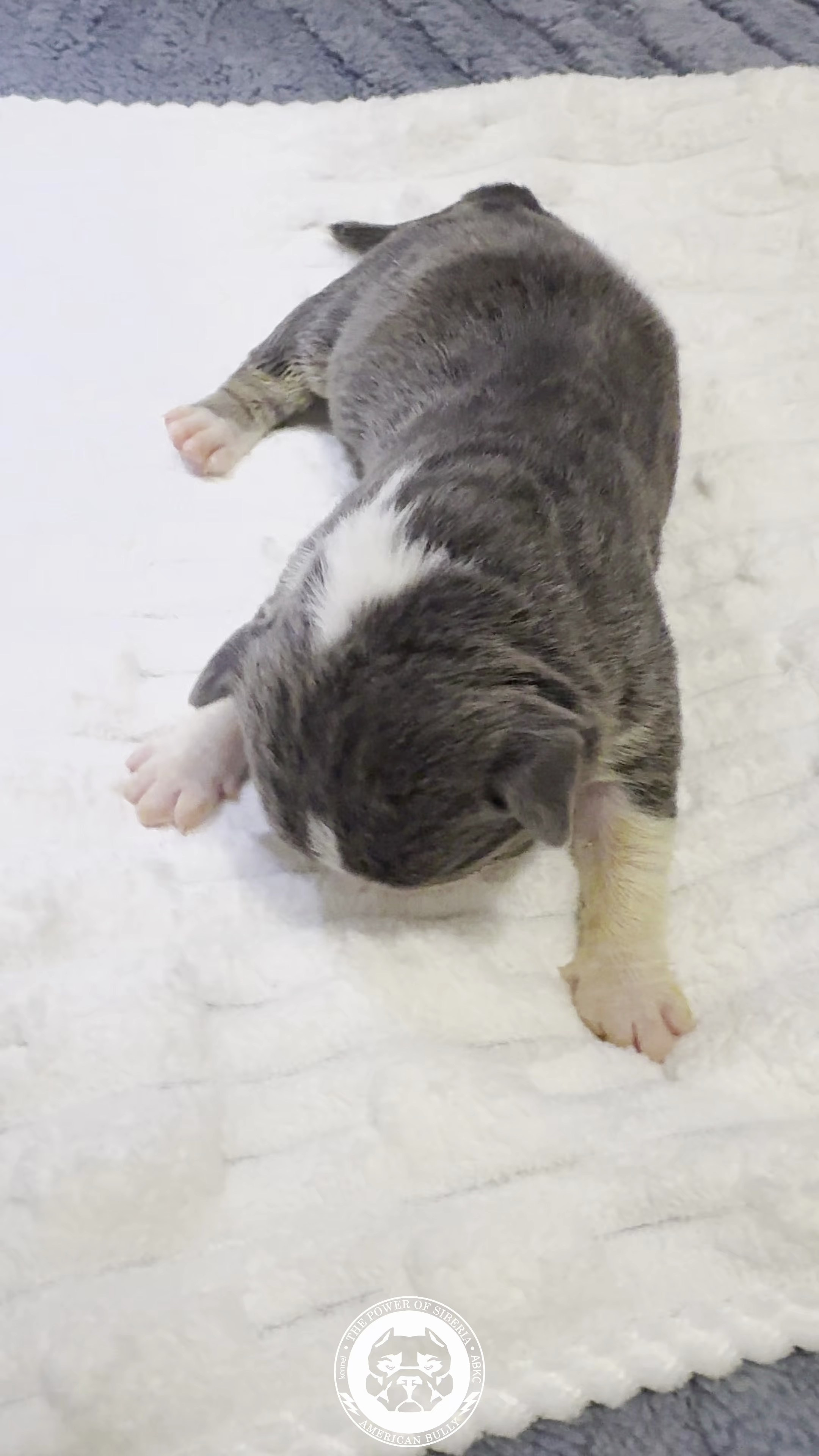 Свободные щенки Американский Булли стандарт и Свободные щенки Американский Булли классик. Американский Булли в г. Ростов-на-Дону. Питомник THE POWER OF SIBERIA