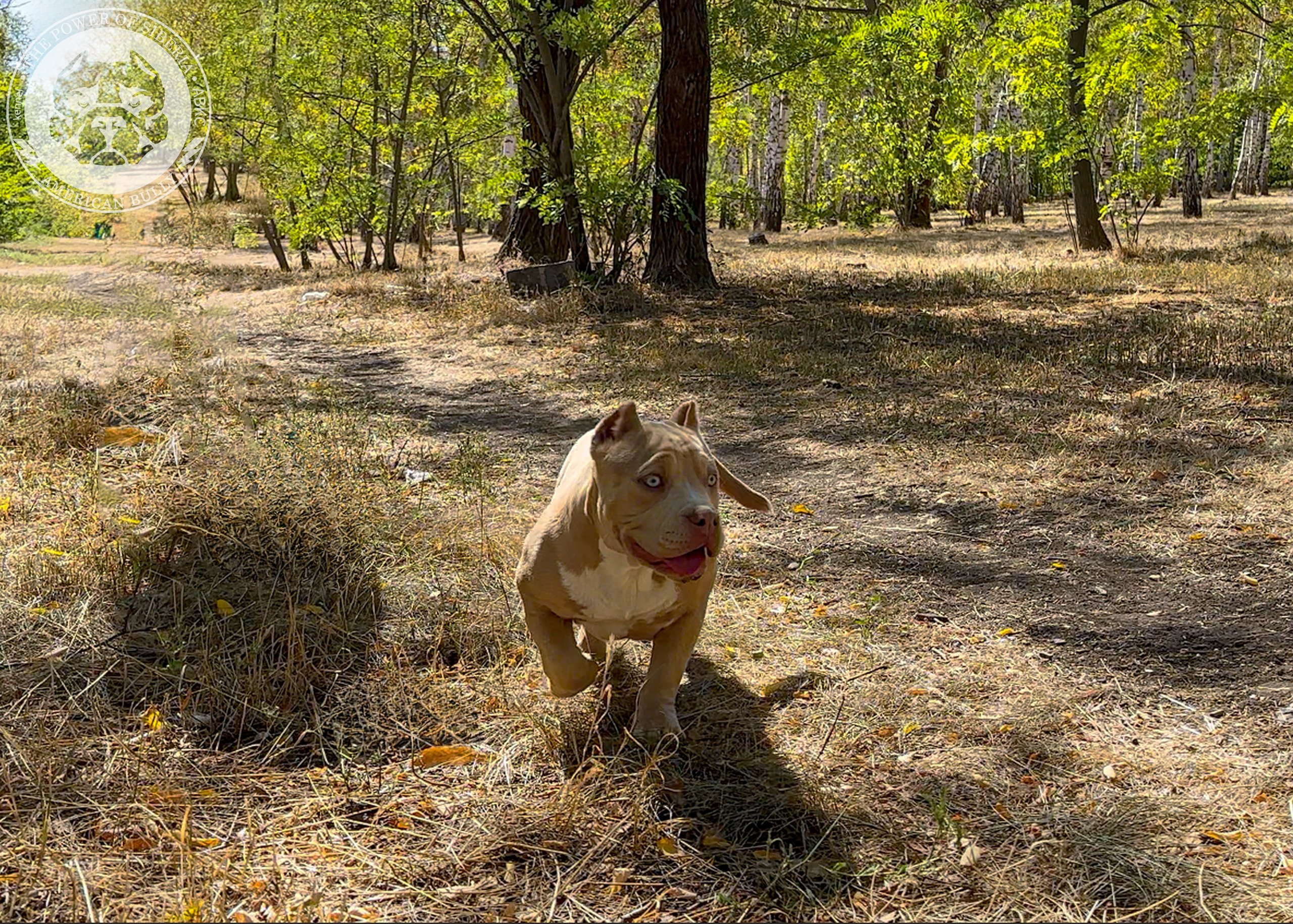 Помет Каспер и Тагира. 21.04.25. Американский Булли в г. Ростов-на-Дону. Питомник THE POWER OF SIBERIA