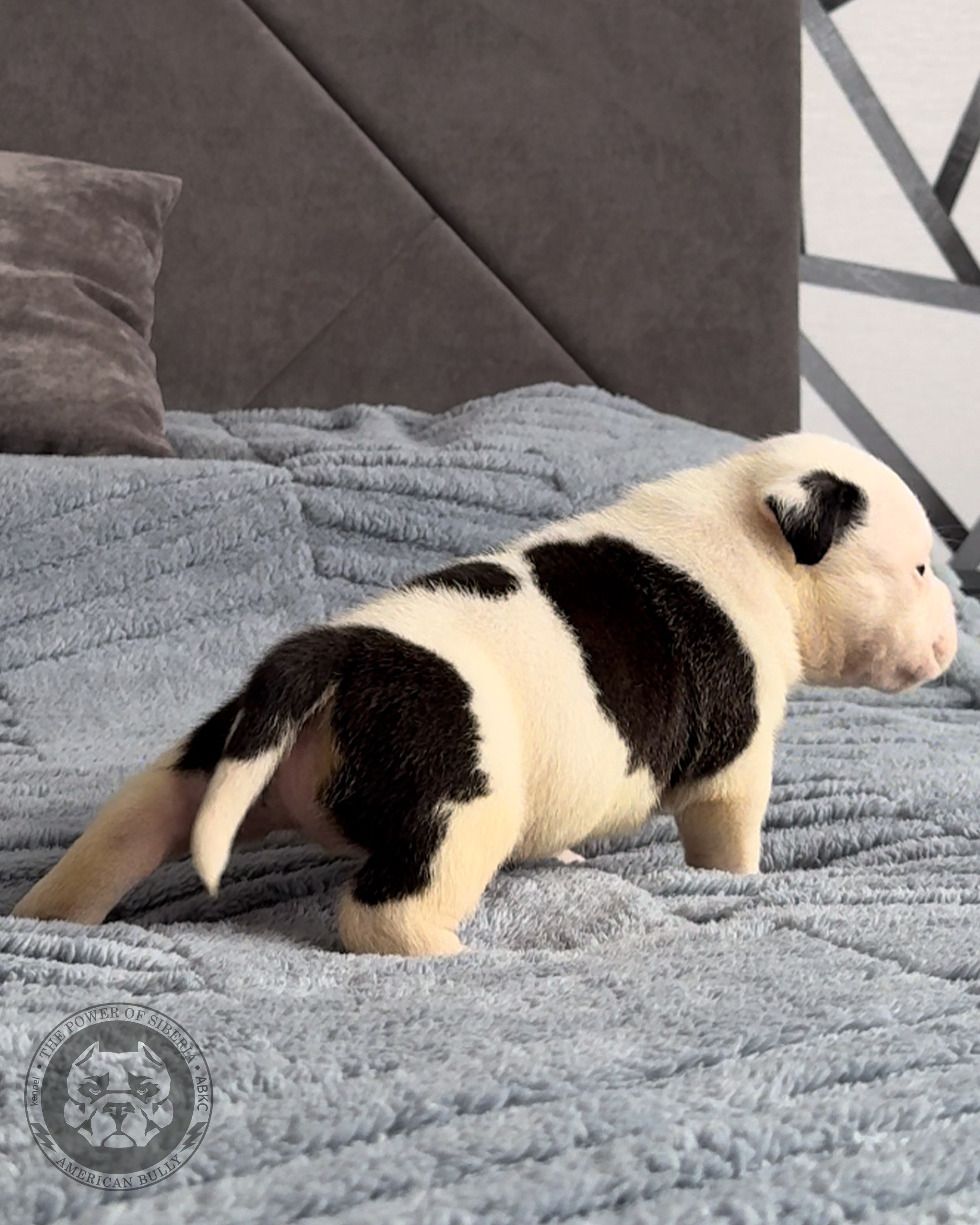 Свободные щенки Американский Булли стандарт и Свободные щенки Американский Булли классик. Американский Булли в г. Ростов-на-Дону. Питомник THE POWER OF SIBERIA