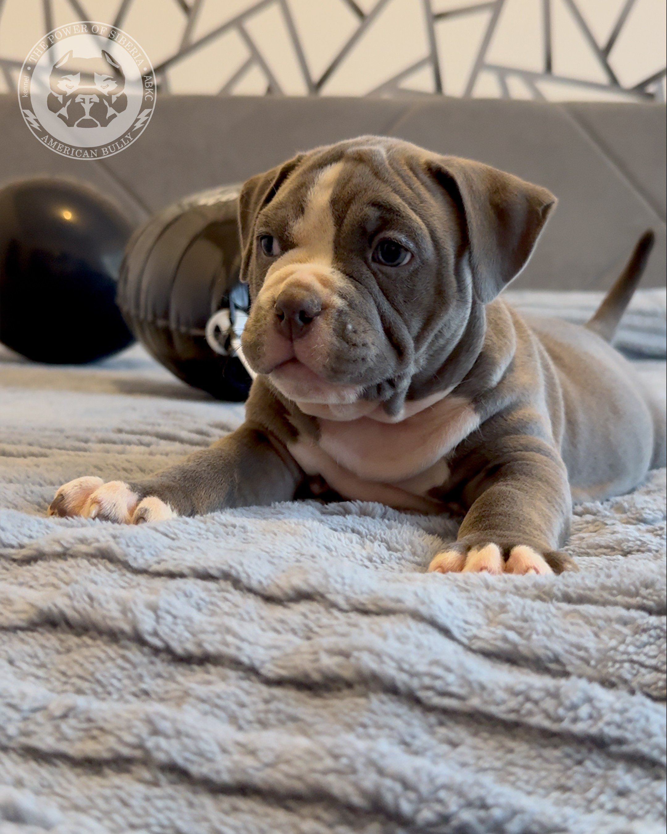 Свободные щенки Американский Булли, в типах покет, классик, стандарт. Американский Булли в г. Ростов-на-Дону. Питомник THE POWER OF SIBERIA