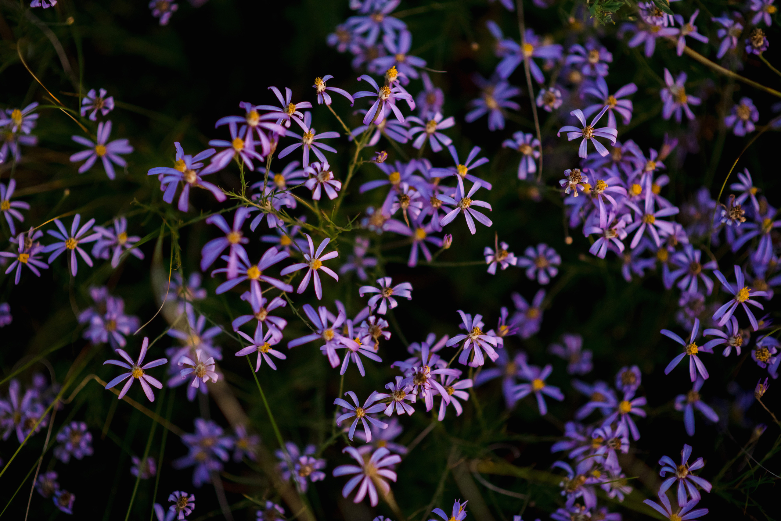 Фотосессия история любви на закате. Сергей Богомолов. Свадебный и семейный фотограф