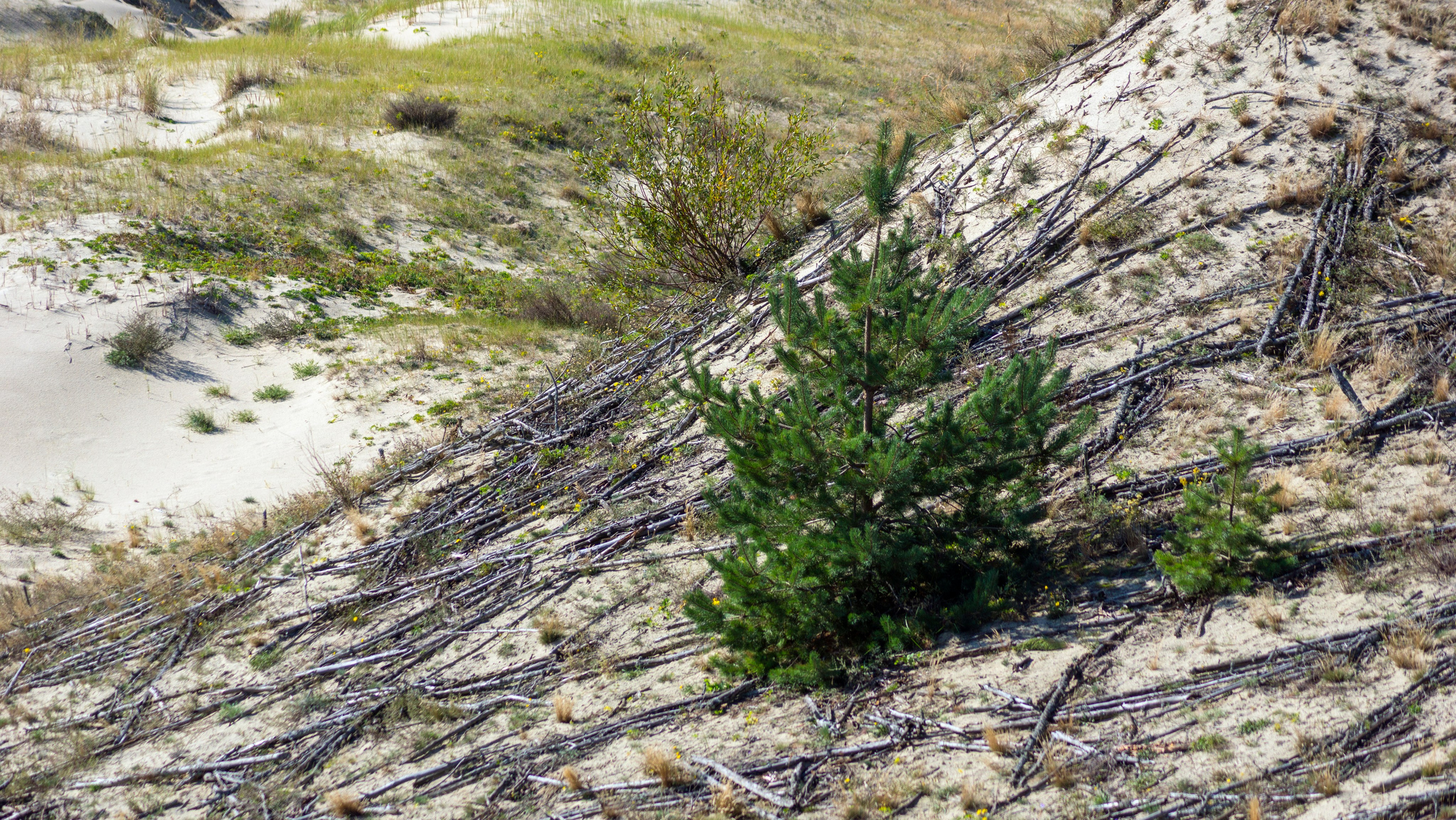 Куршская коса. Фотограф-путешественник Самойлов Максим «Sly Fox»