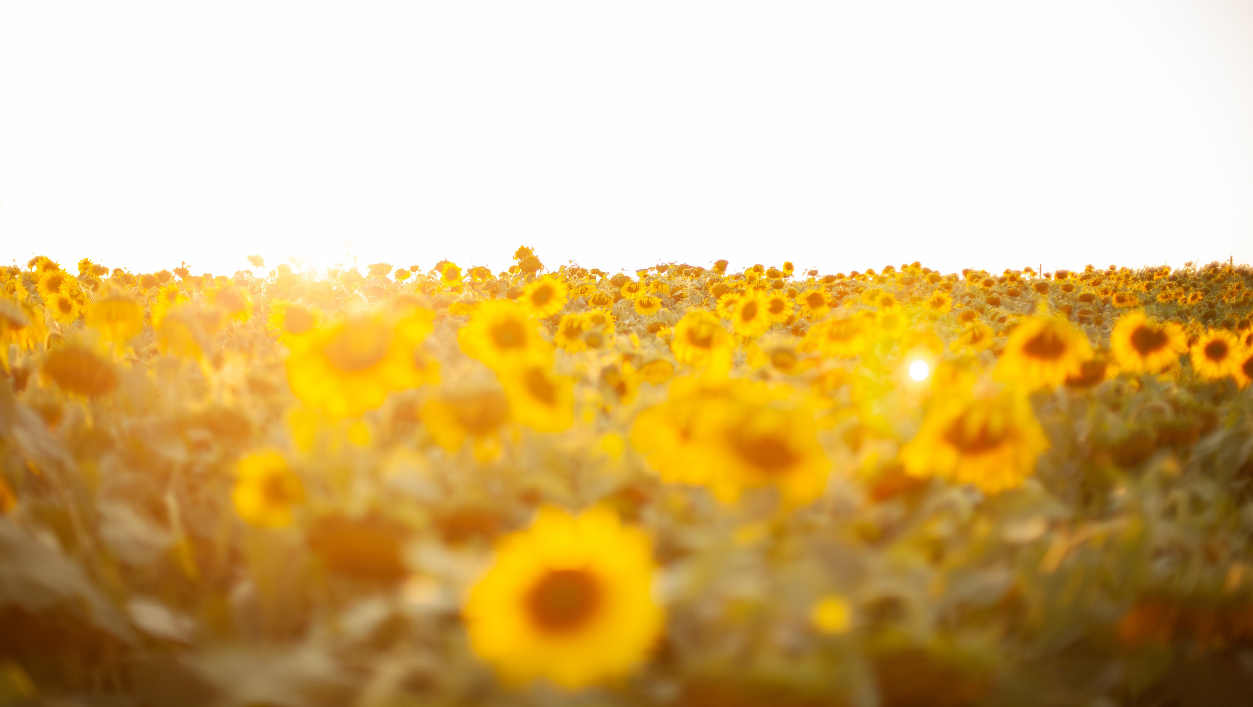 В цветочном поле. Портретный фотограф в Калининграде Алеся Раух