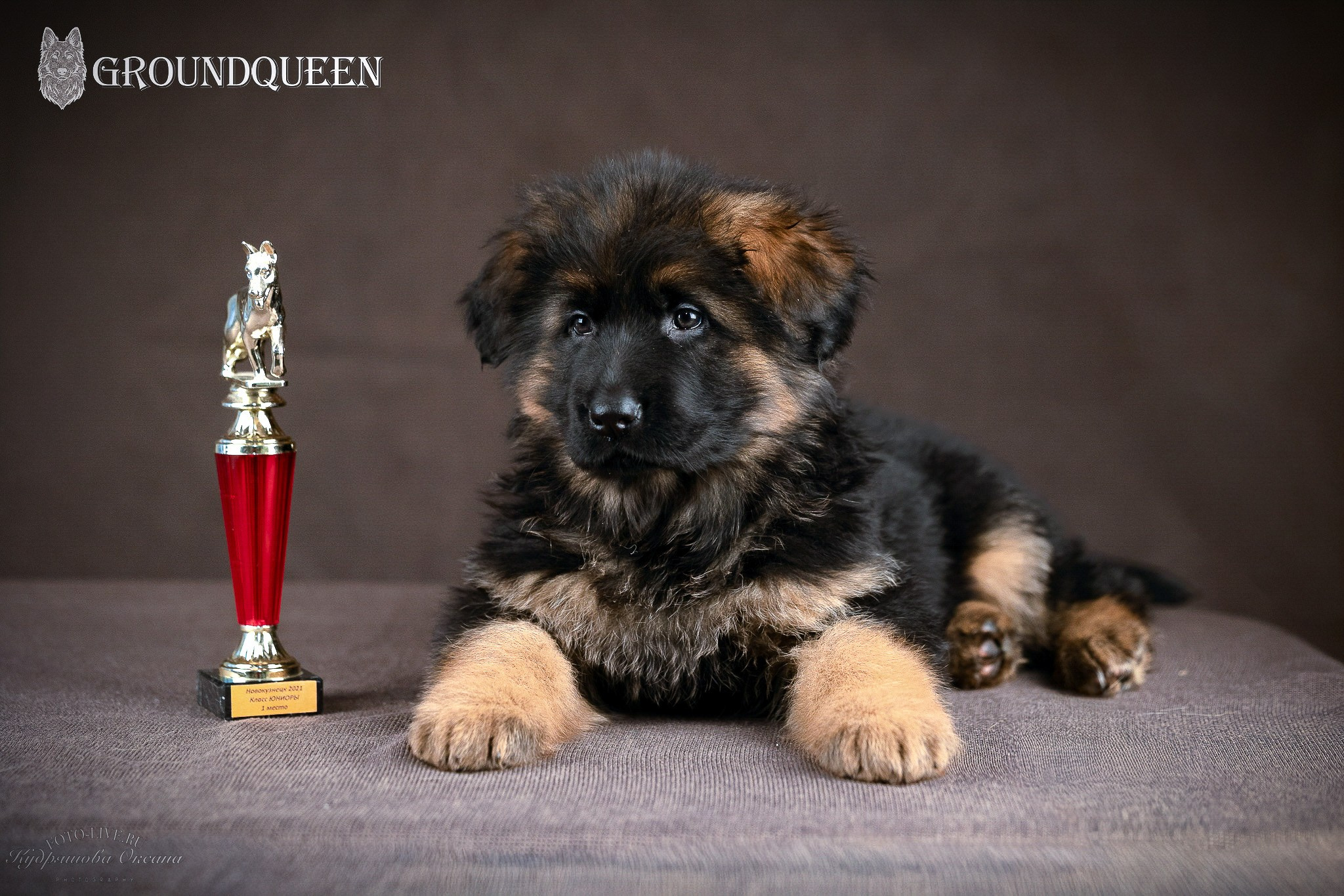 Щенки немецкой овчарки. Фотограф 📸 анималист, предметный, репортажный