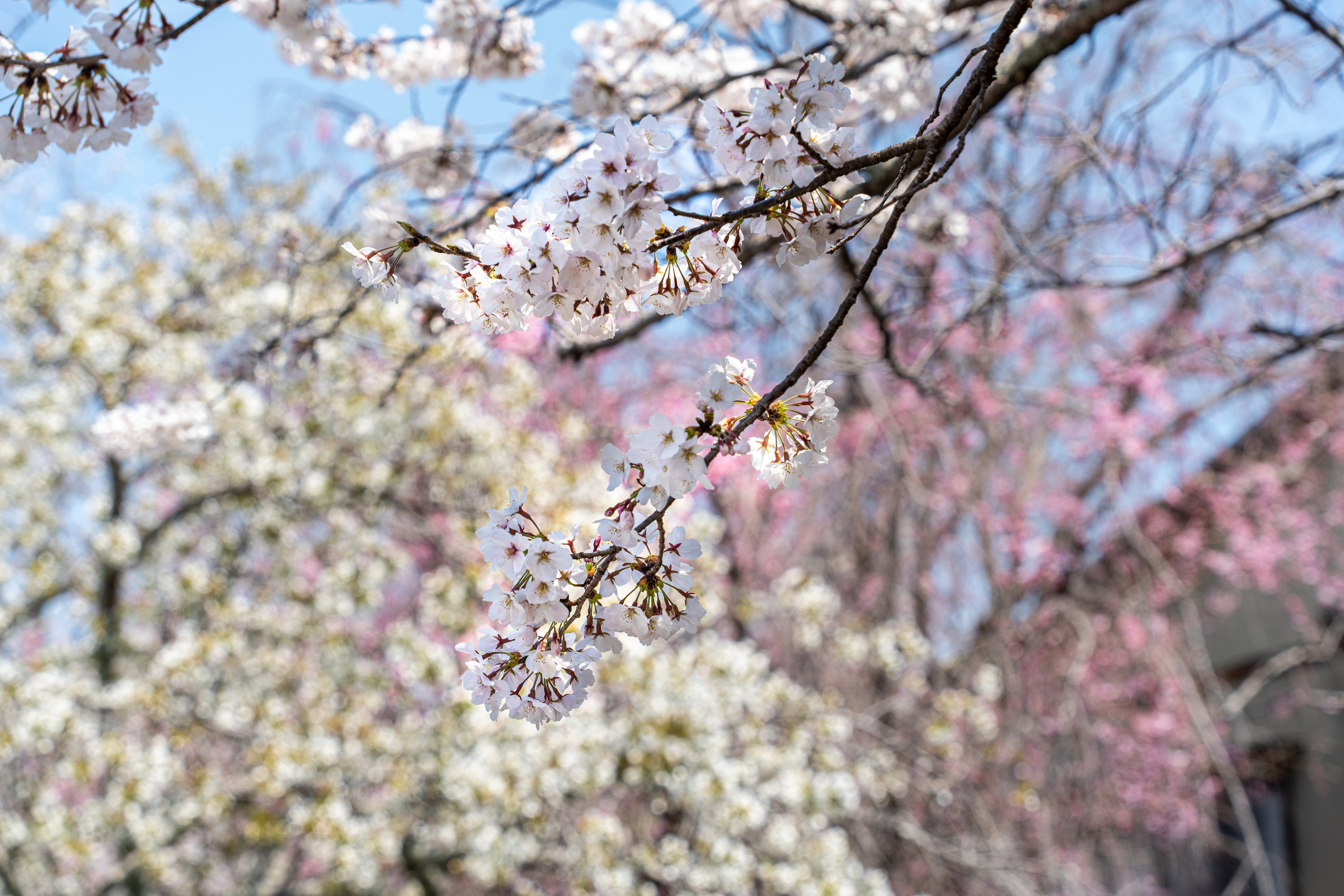 Япония, сакура. Творческие сьемки