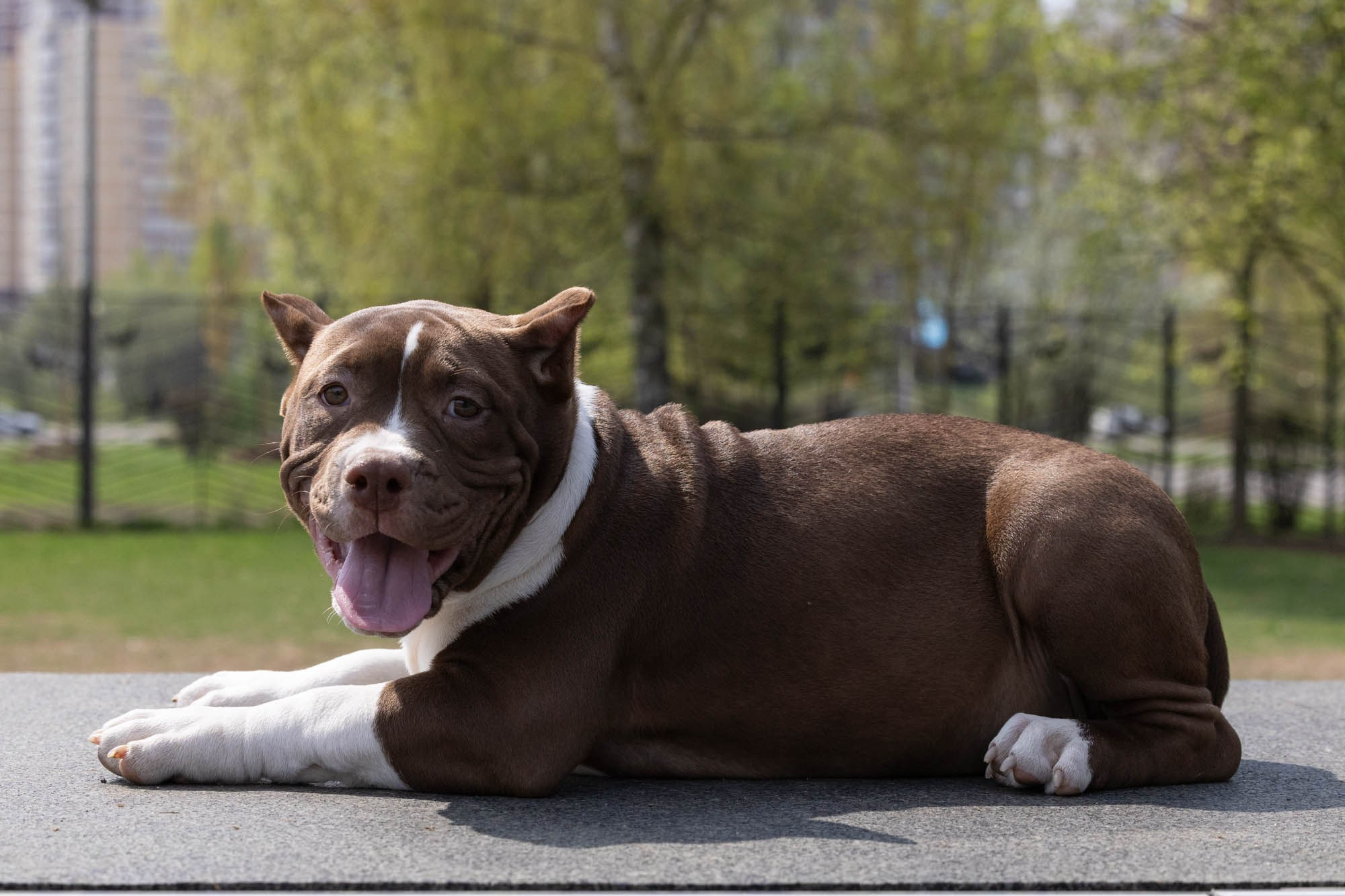 Щенки. Виктория Михайловская. Фотограф-анималист. Москва