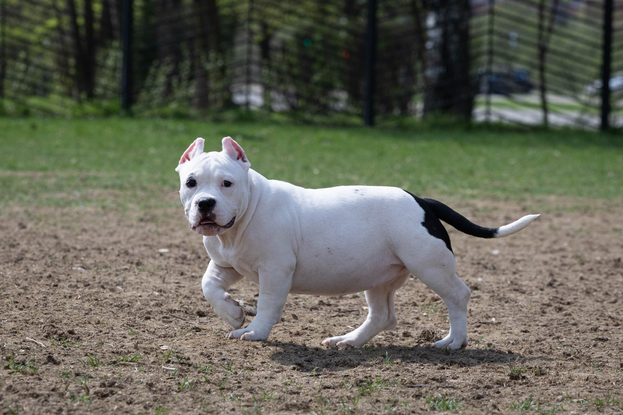 Щенки. Виктория Михайловская. Фотограф-анималист. Москва