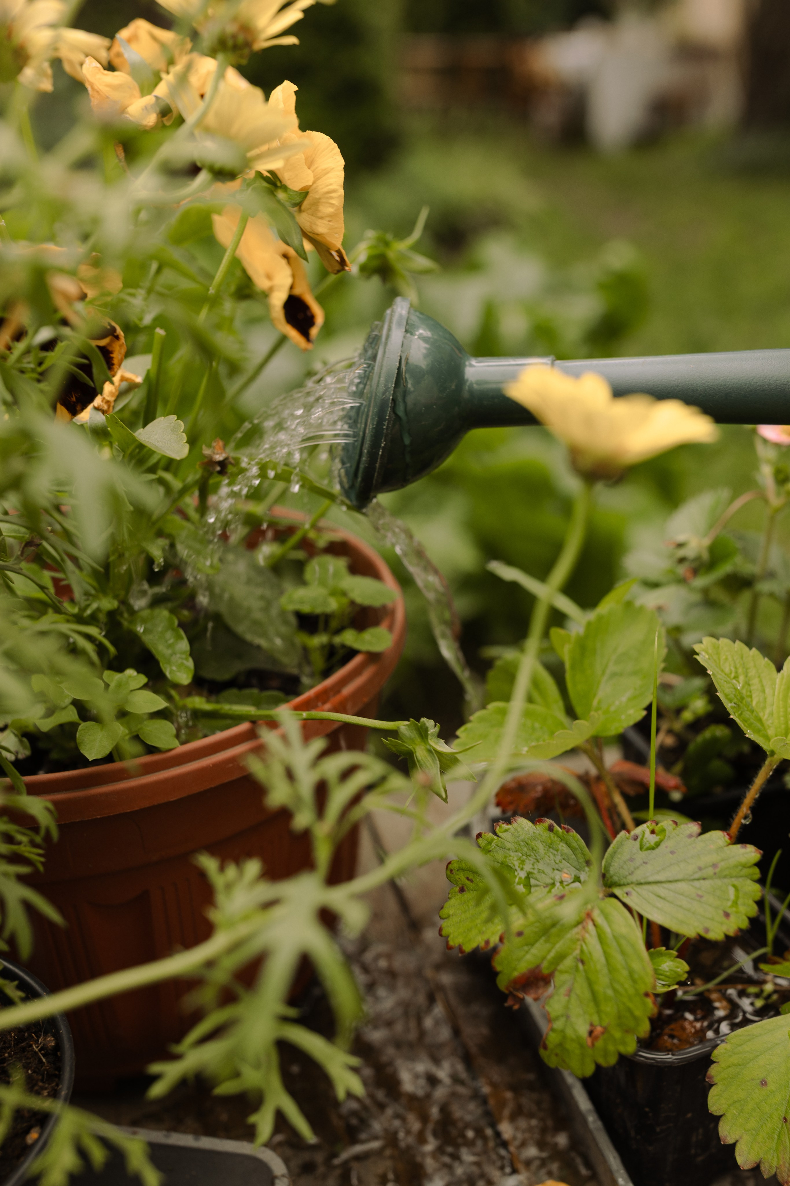 Когда семья вместе. Семейный фотограф Москва детский фотограф Одинцово фотосессия беременности Рогачева Екатерина