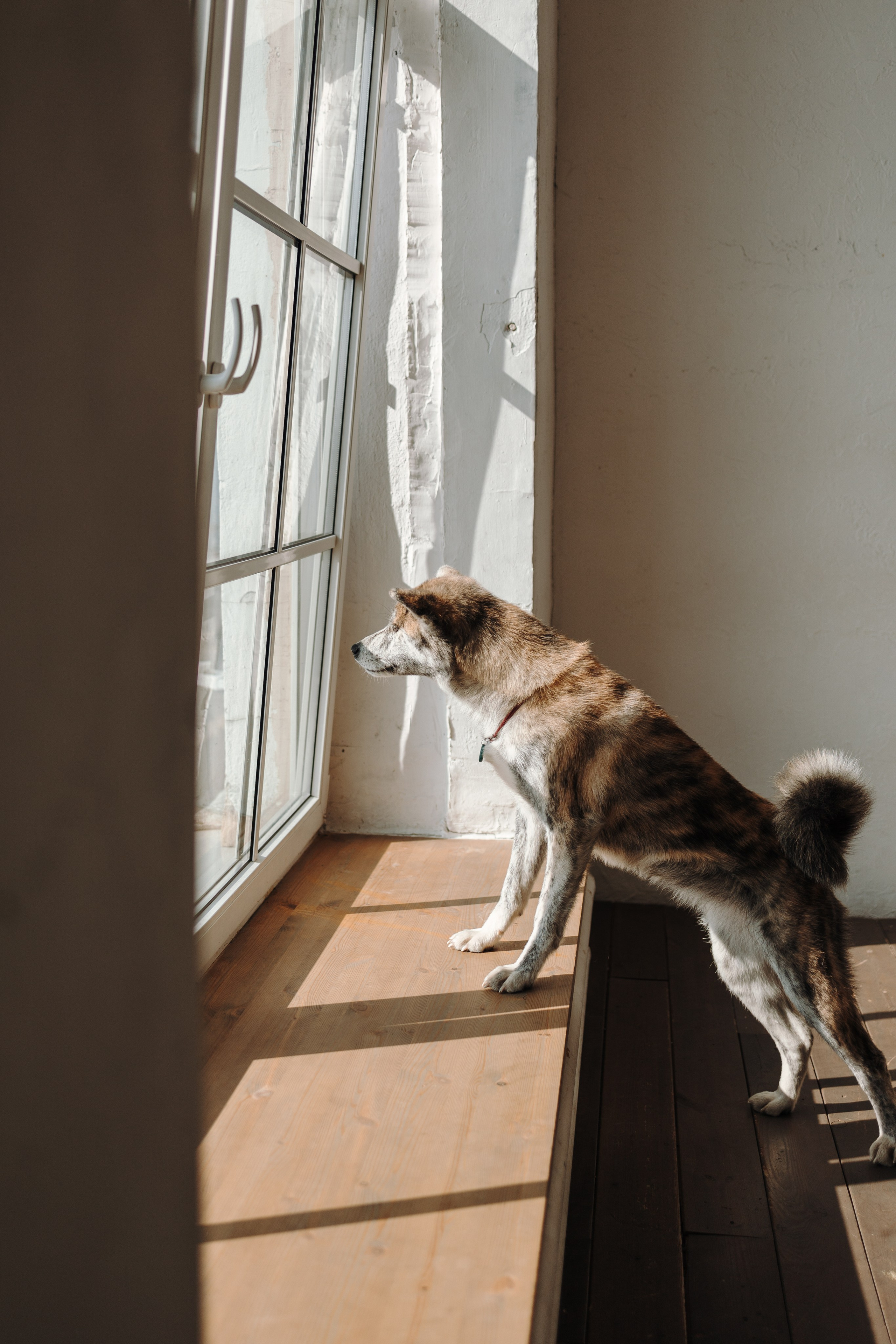 Настя и Айри. Фотограф — Анималист | Санкт-Петербург