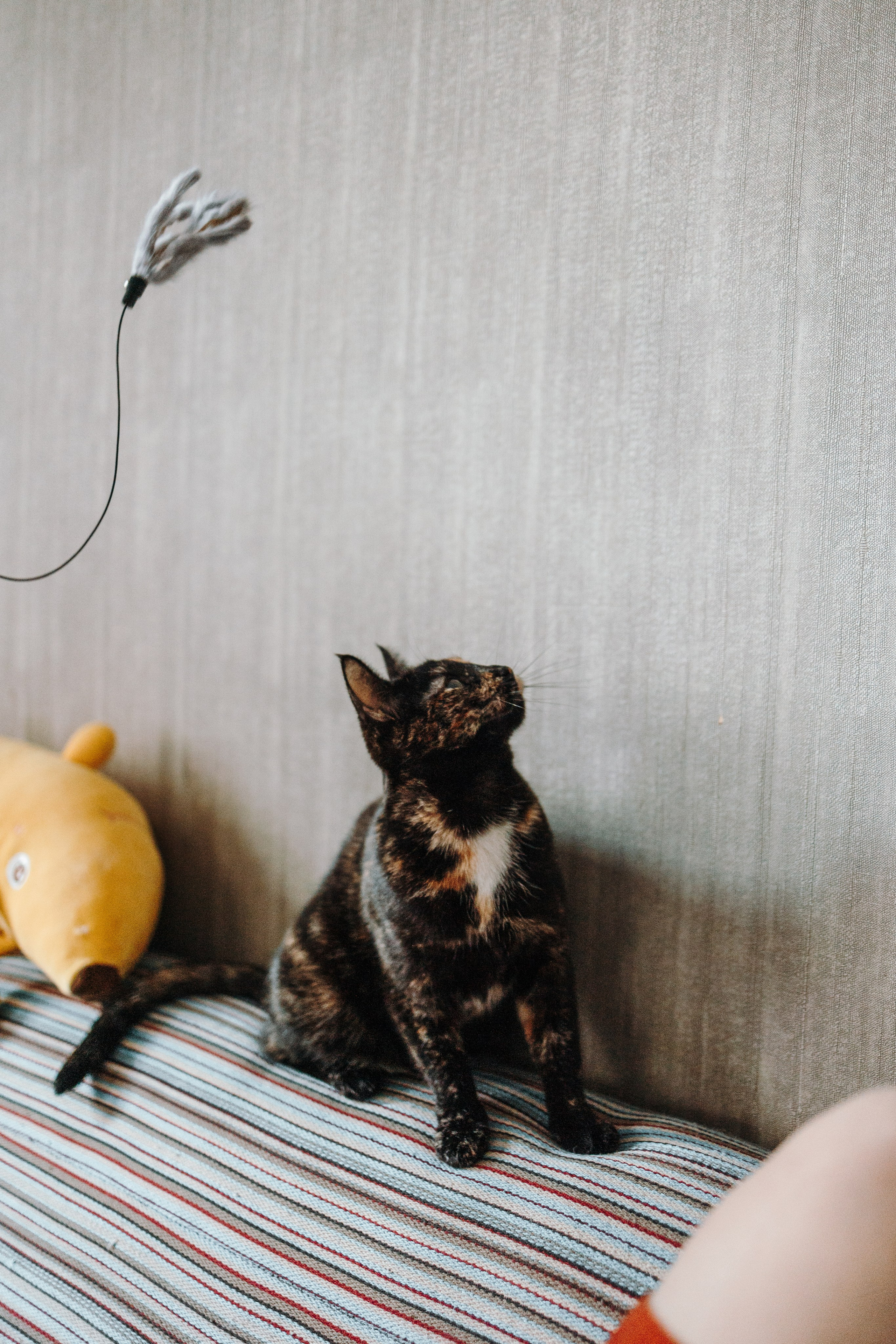 Саша и ее хвосты. Фотограф — Анималист | Санкт-Петербург