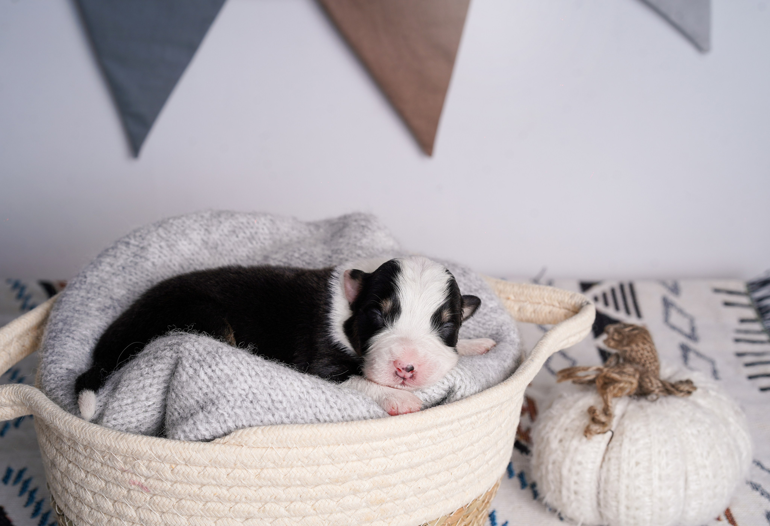 Щенки аусси. Фотограф-анималист в Санкт-Петербурге Яна Мартынова