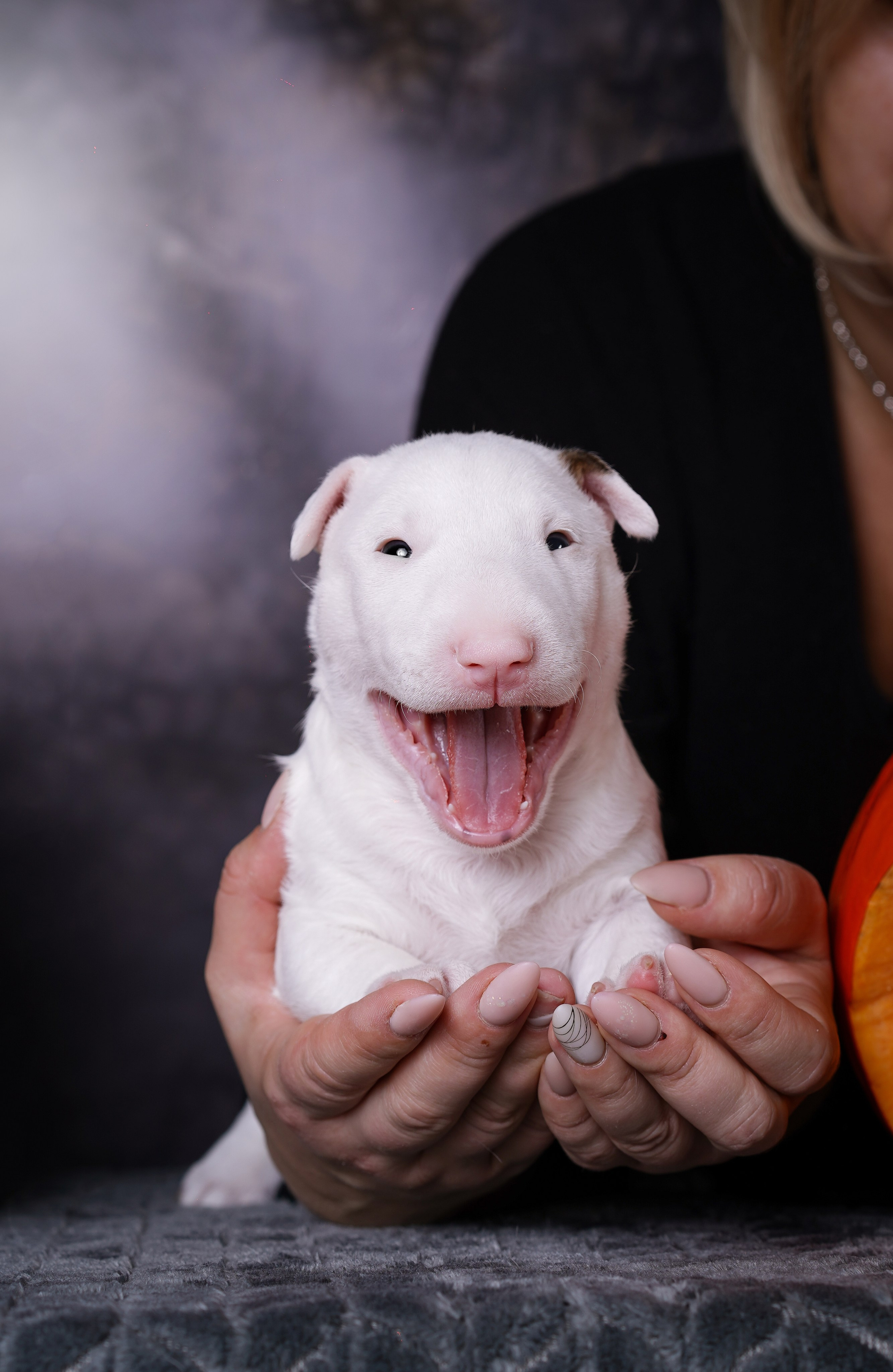 Щенки минибультерьера. Фотограф-анималист в Санкт-Петербурге Яна Мартынова