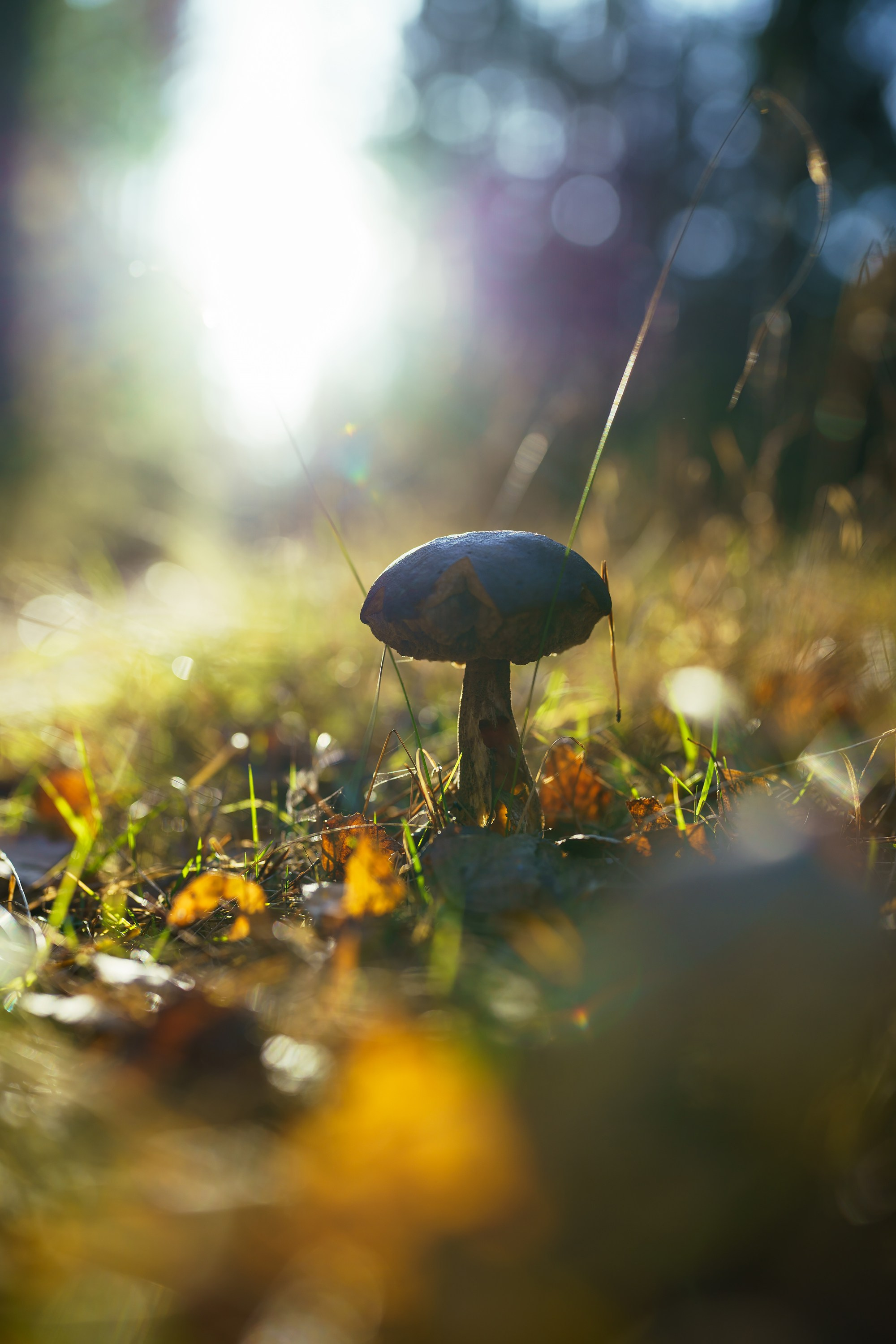 Фотографии Национальный парк Угра. Фотограф спортивные события, недвижимость, турбизнес
