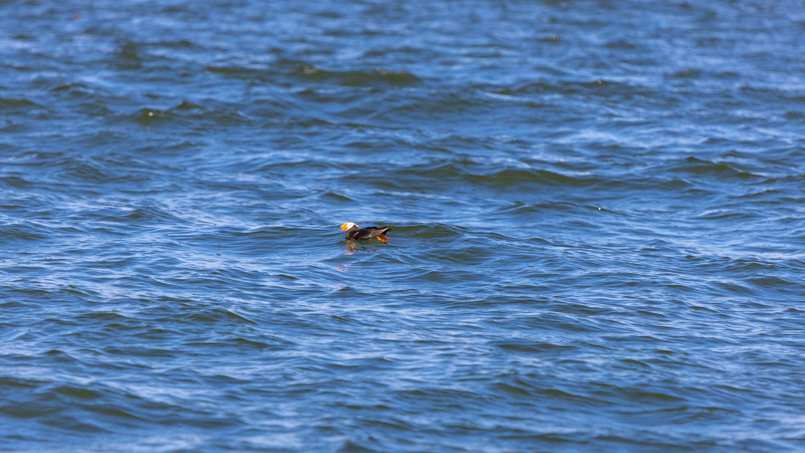 2023 07 Камчатка. Фотографии