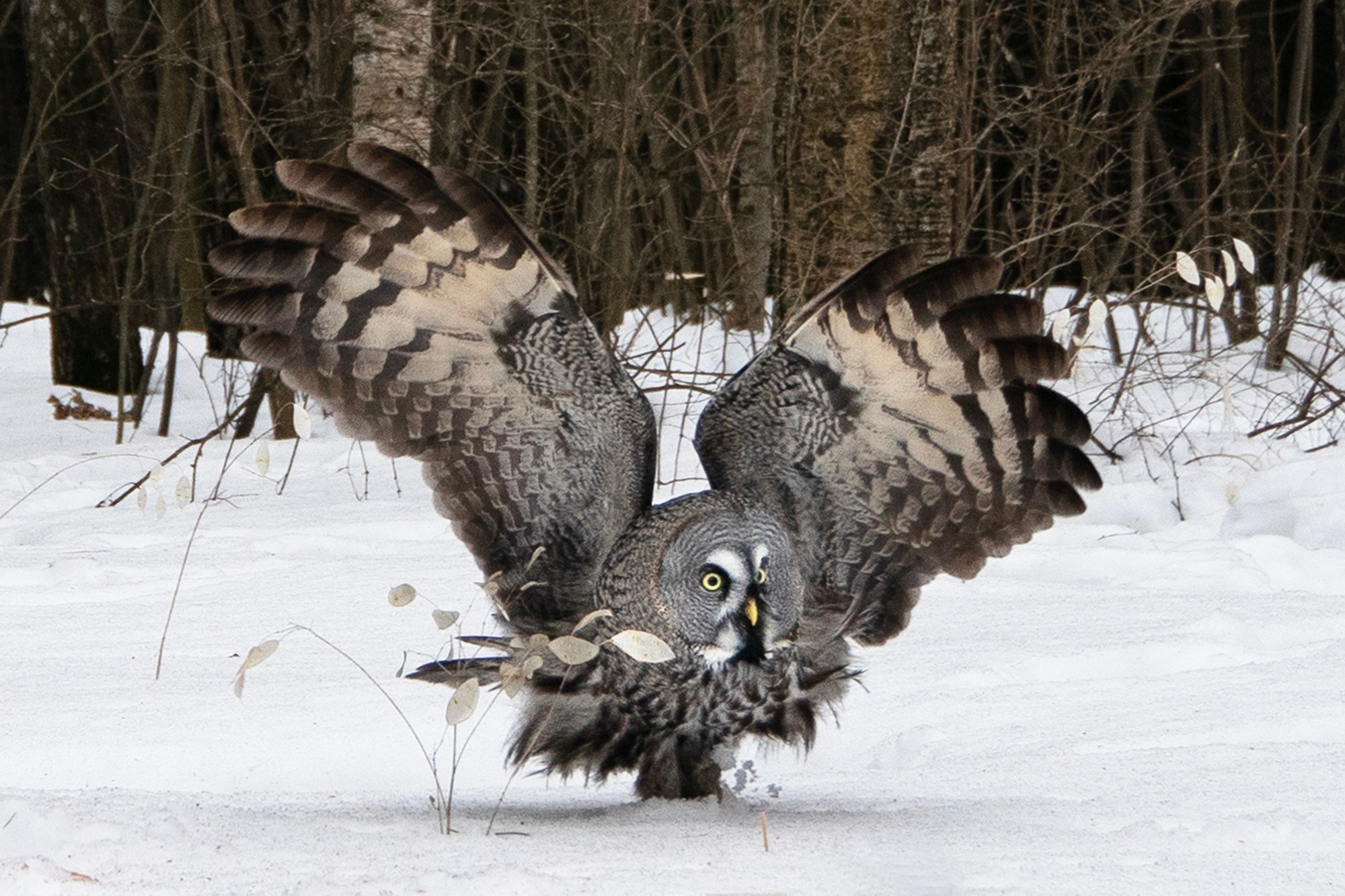Удивительные мир птиц. Вокруг нас столько прекрасного — присмотритесь!. Ваш личный фотограф Марина Волкова
