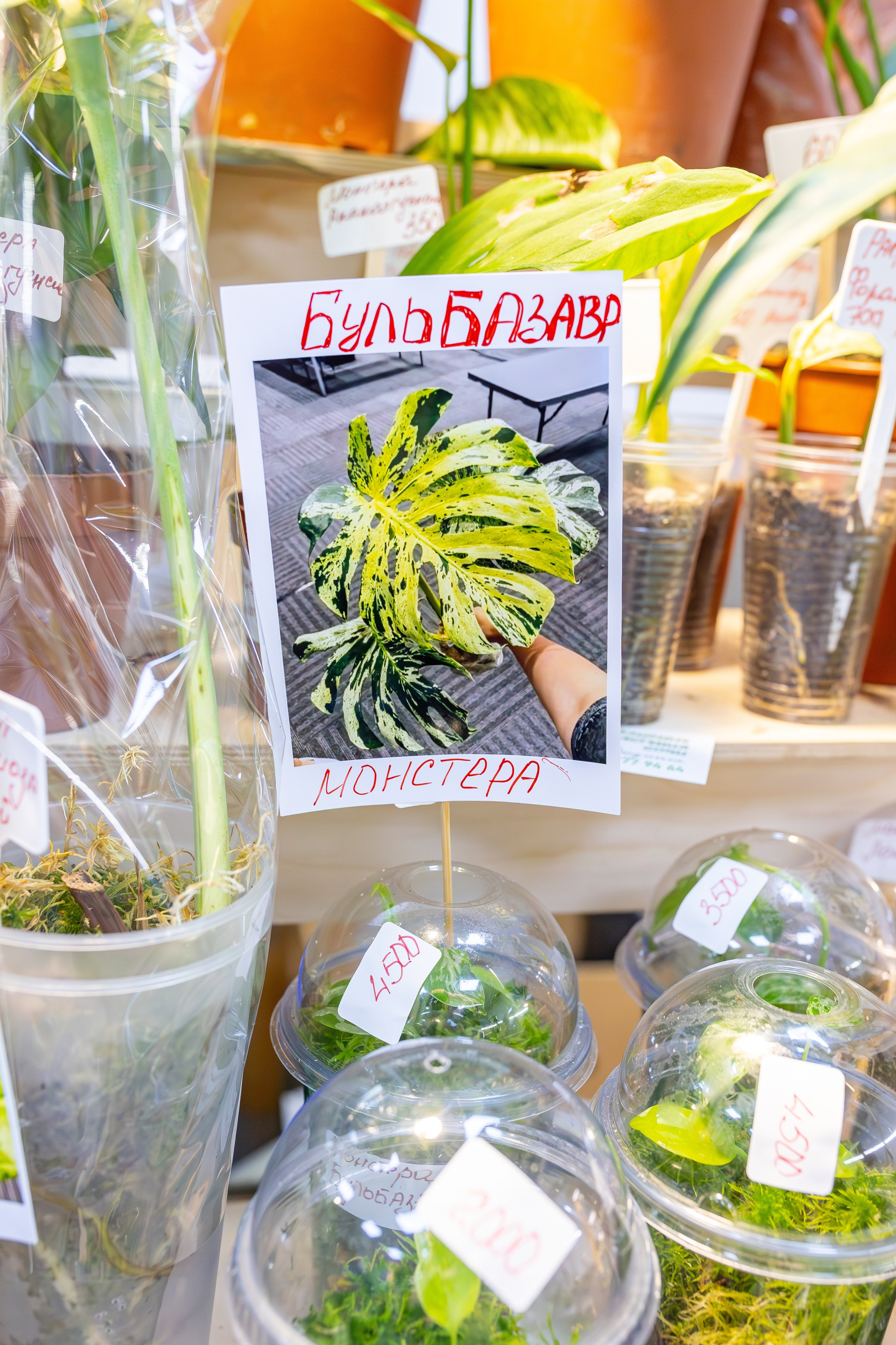 Монстериум апрель 2026. Александра Куликова фотограф, Москва