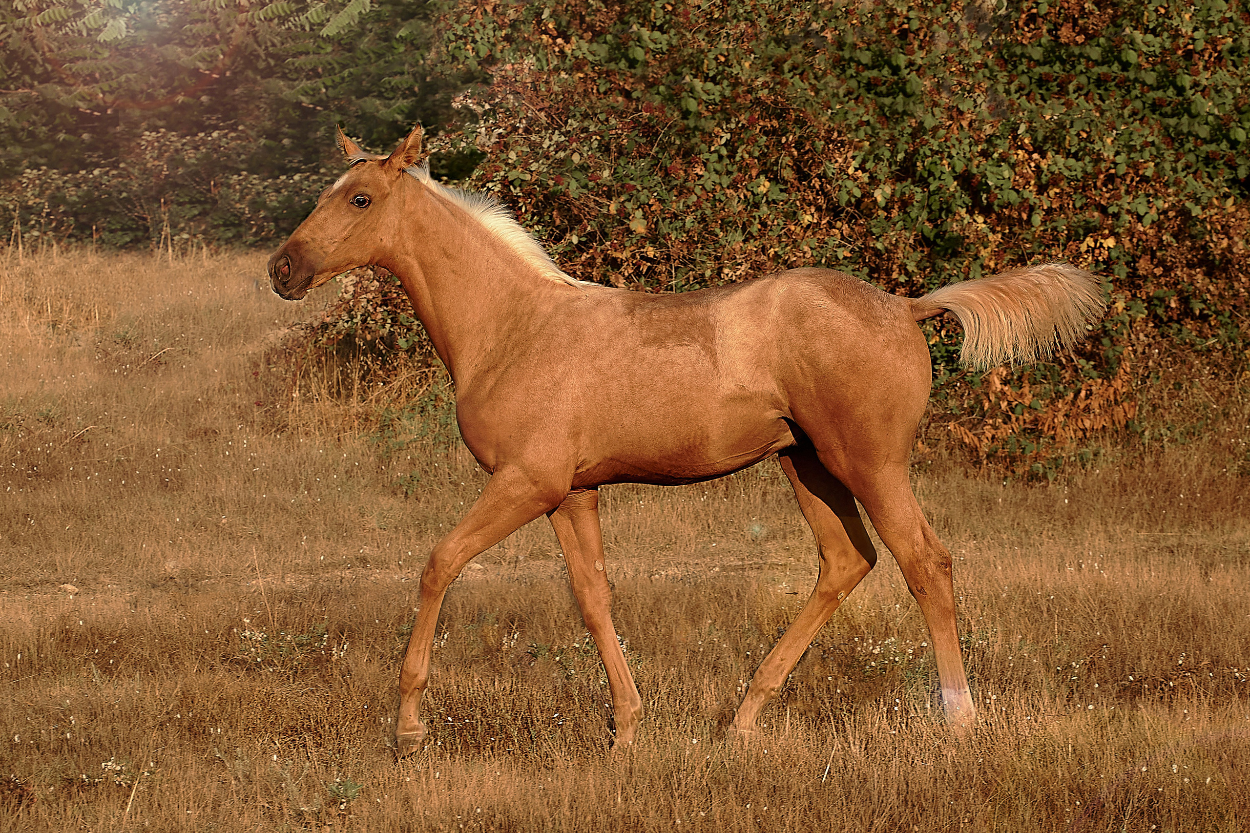 Чако-Эль. Фотограф в Севастополе