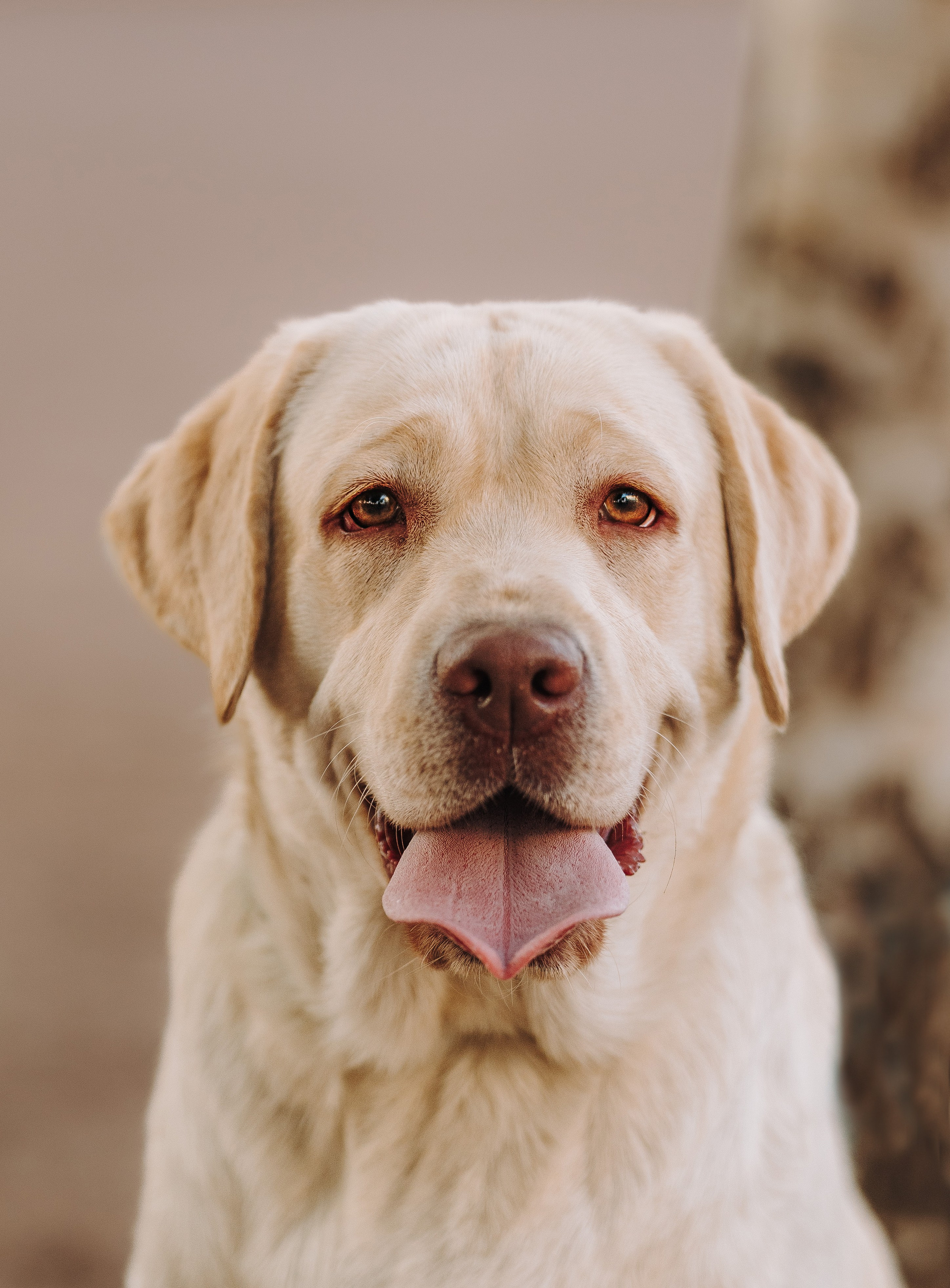 Фотосъёмка с вашими питомцами. Фотограф анималист в Спб недорого Олеся Майорова