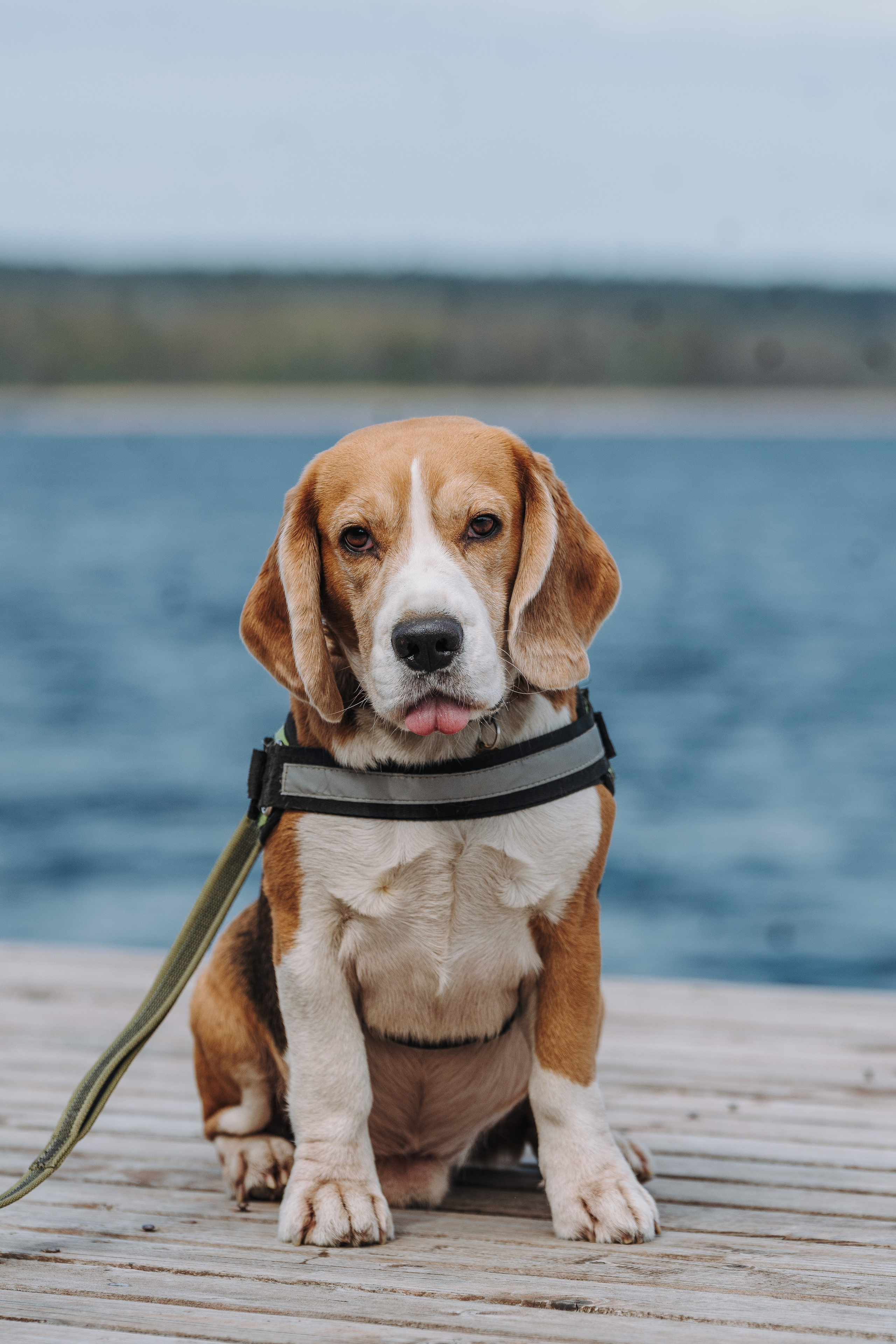 Соревнования по ноузворку в Лосево. Фотограф анималист в Спб недорого Олеся Майорова
