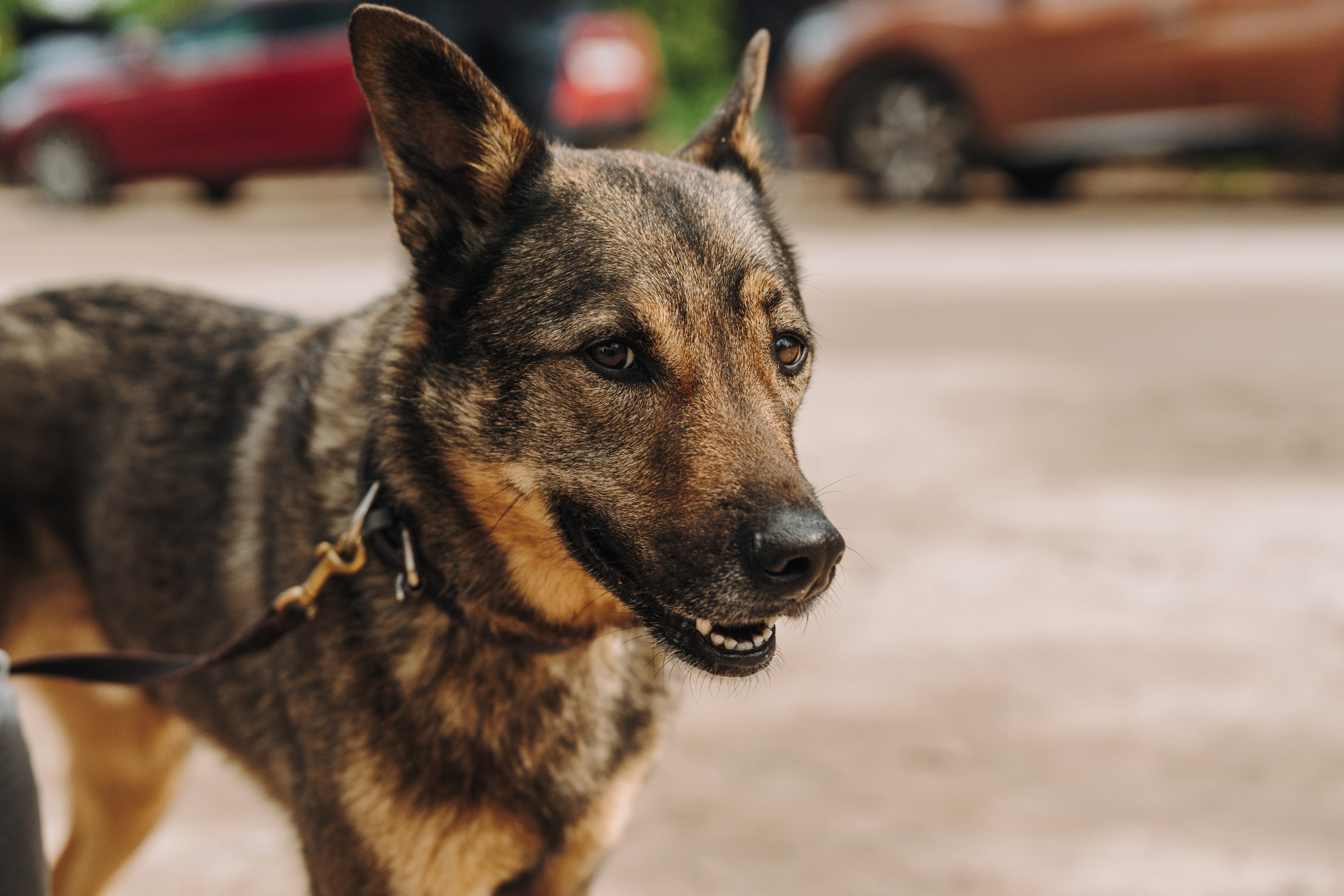 Соревнования по ноузворку. Фотограф анималист в Спб недорого Олеся Майорова