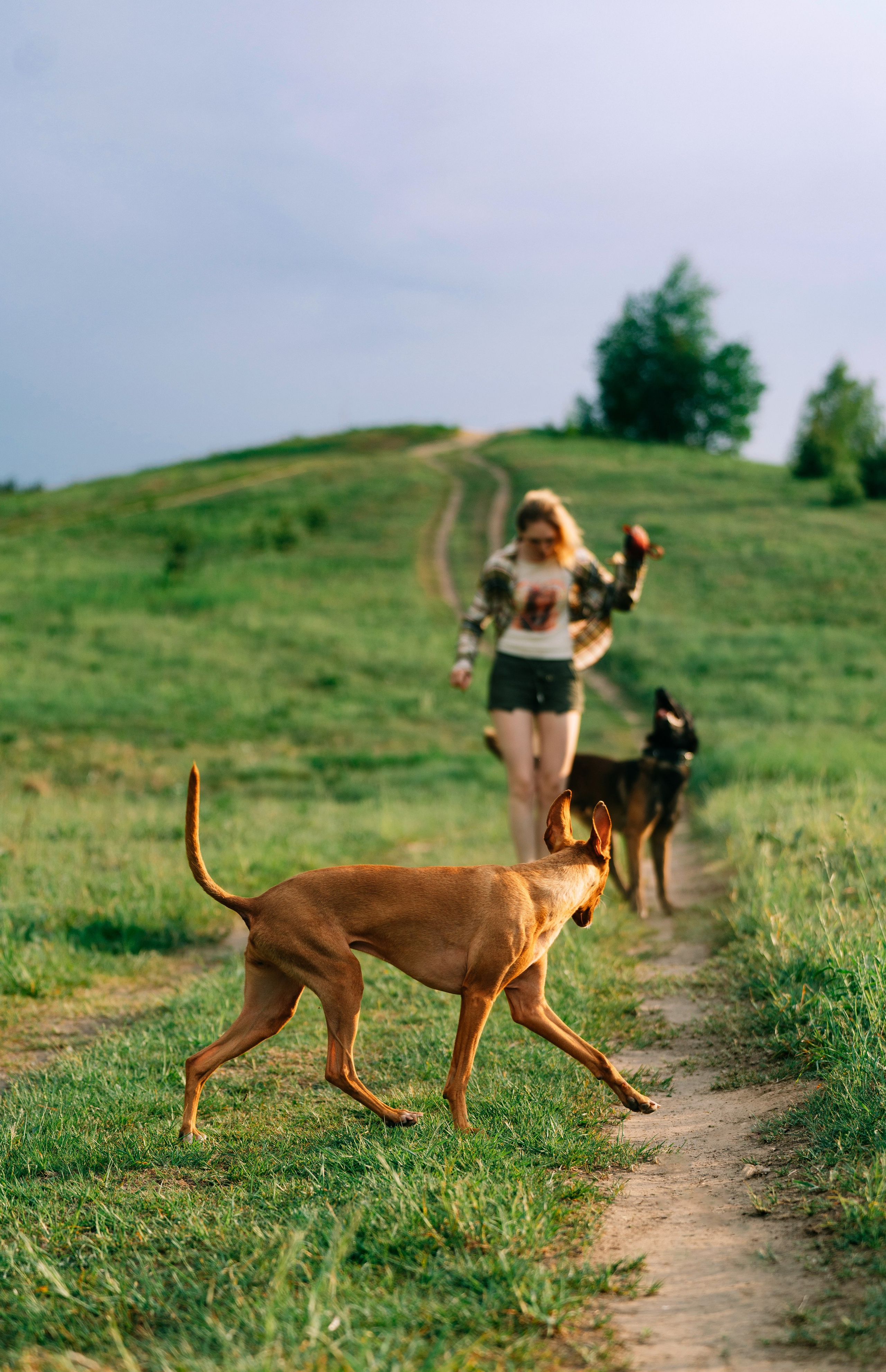 Фотоссесия с двумя собакми Спб. Фотограф анималист в Спб недорого Олеся Майорова