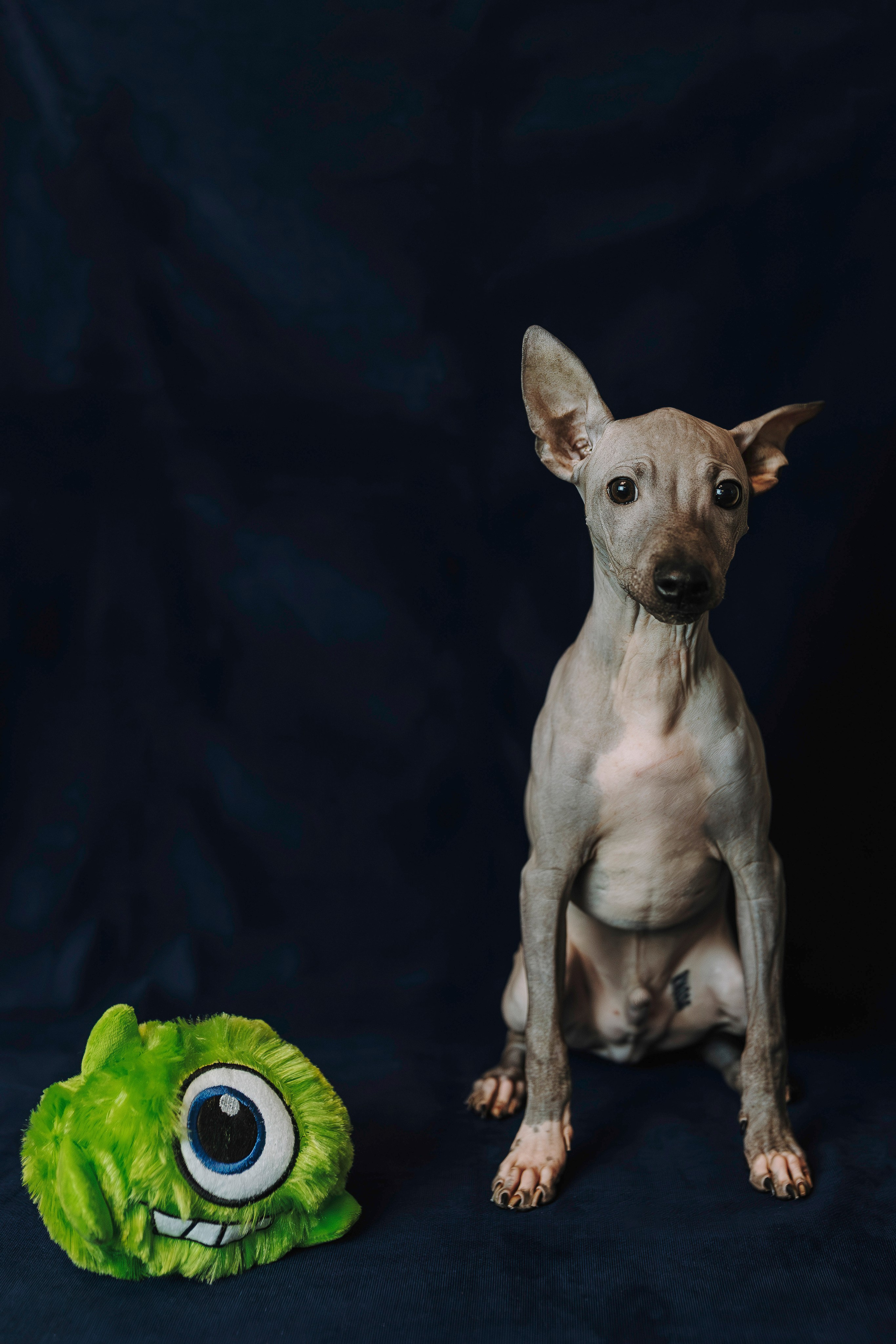 Малыши американского голого терьера. Фотограф анималист в Спб недорого Олеся Майорова