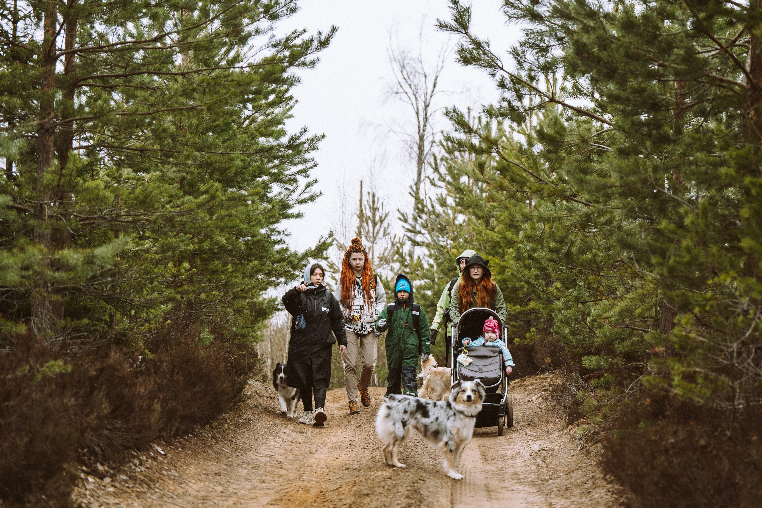 Дог трекинг к финскому хутору. Фотограф анималист в Спб недорого Олеся Майорова