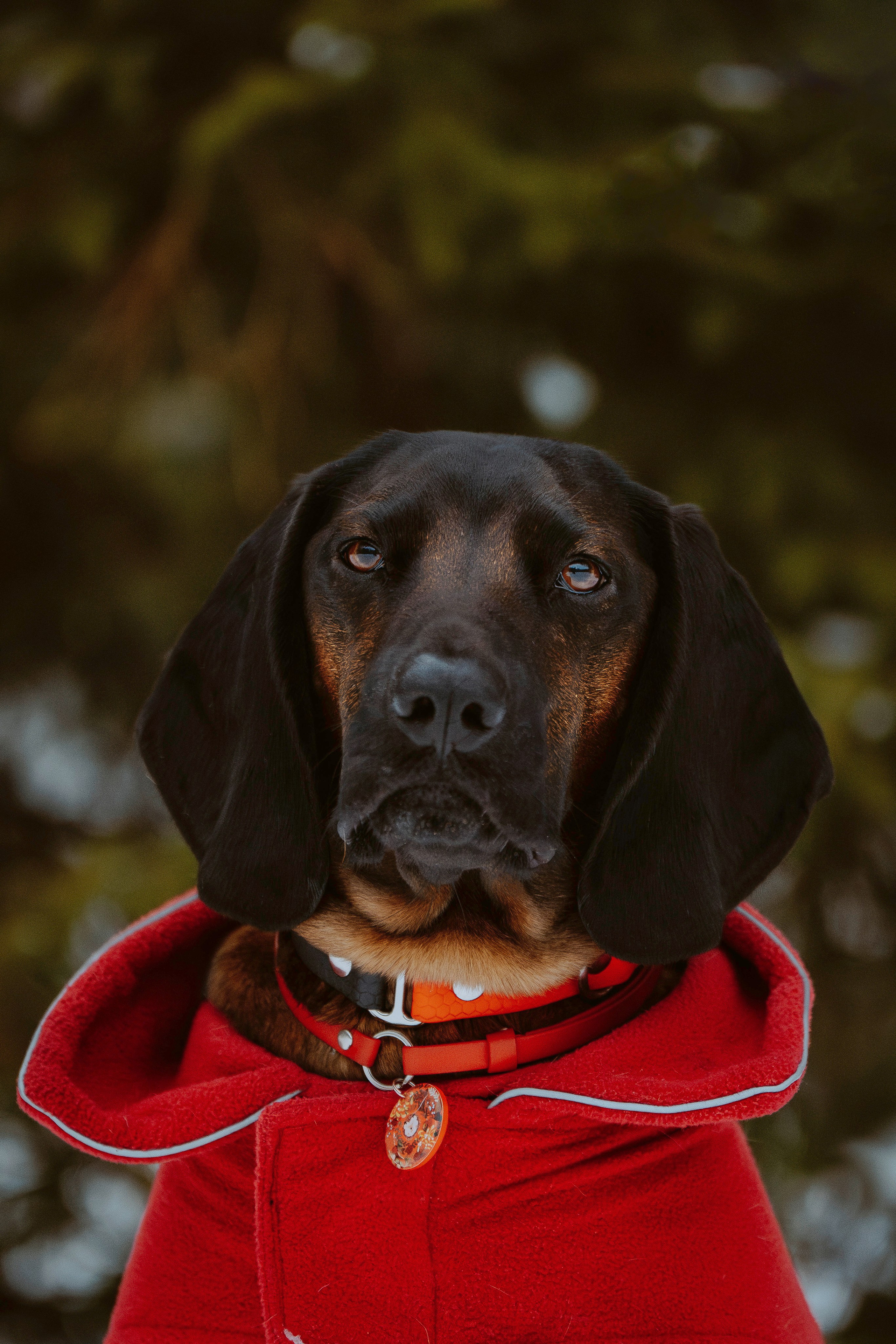 Ольга, Рора и Румпель. Фотограф анималист в Спб недорого Олеся Майорова