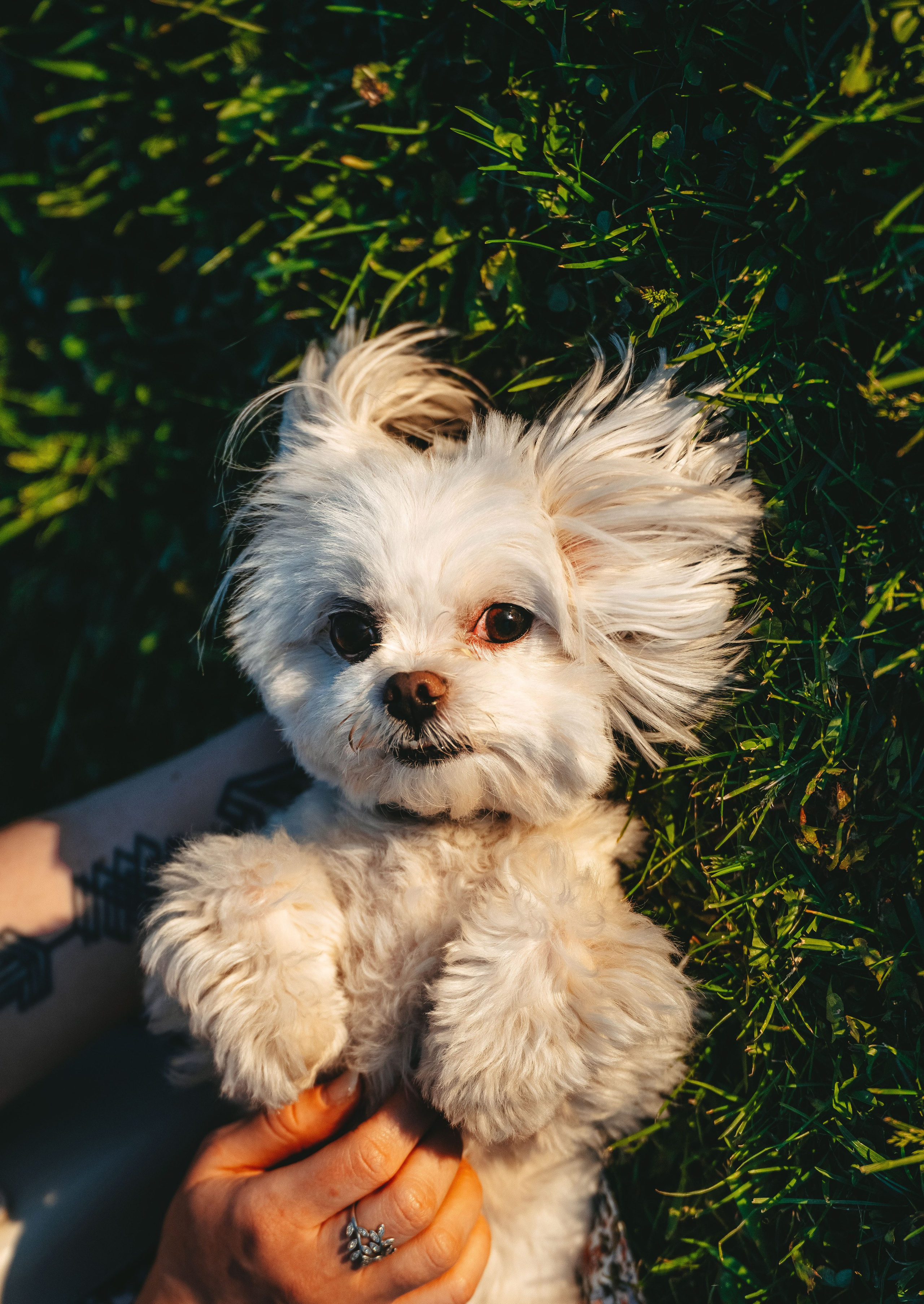 Фотосессия с питомцем в центре Санкт-Петербурга. Фотограф анималист в Спб недорого Олеся Майорова