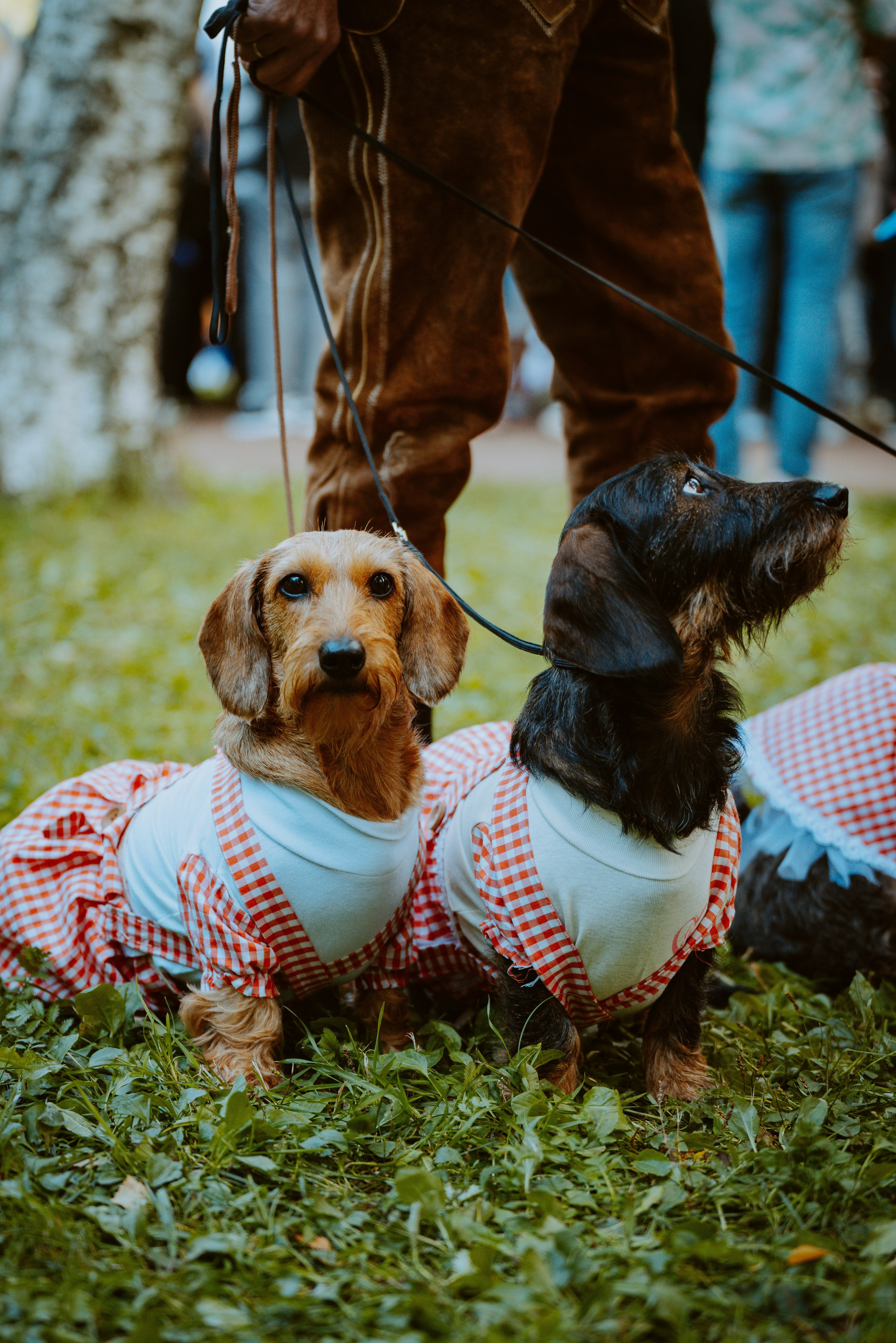 Такспарад. Фотограф анималист в Спб недорого Олеся Майорова