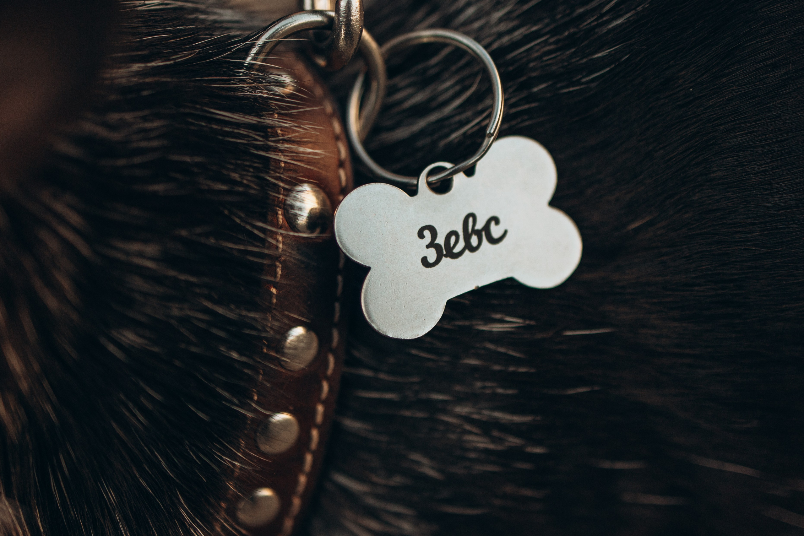 Даша и ее мальчики. Фотограф — Анималист | Санкт-Петербург