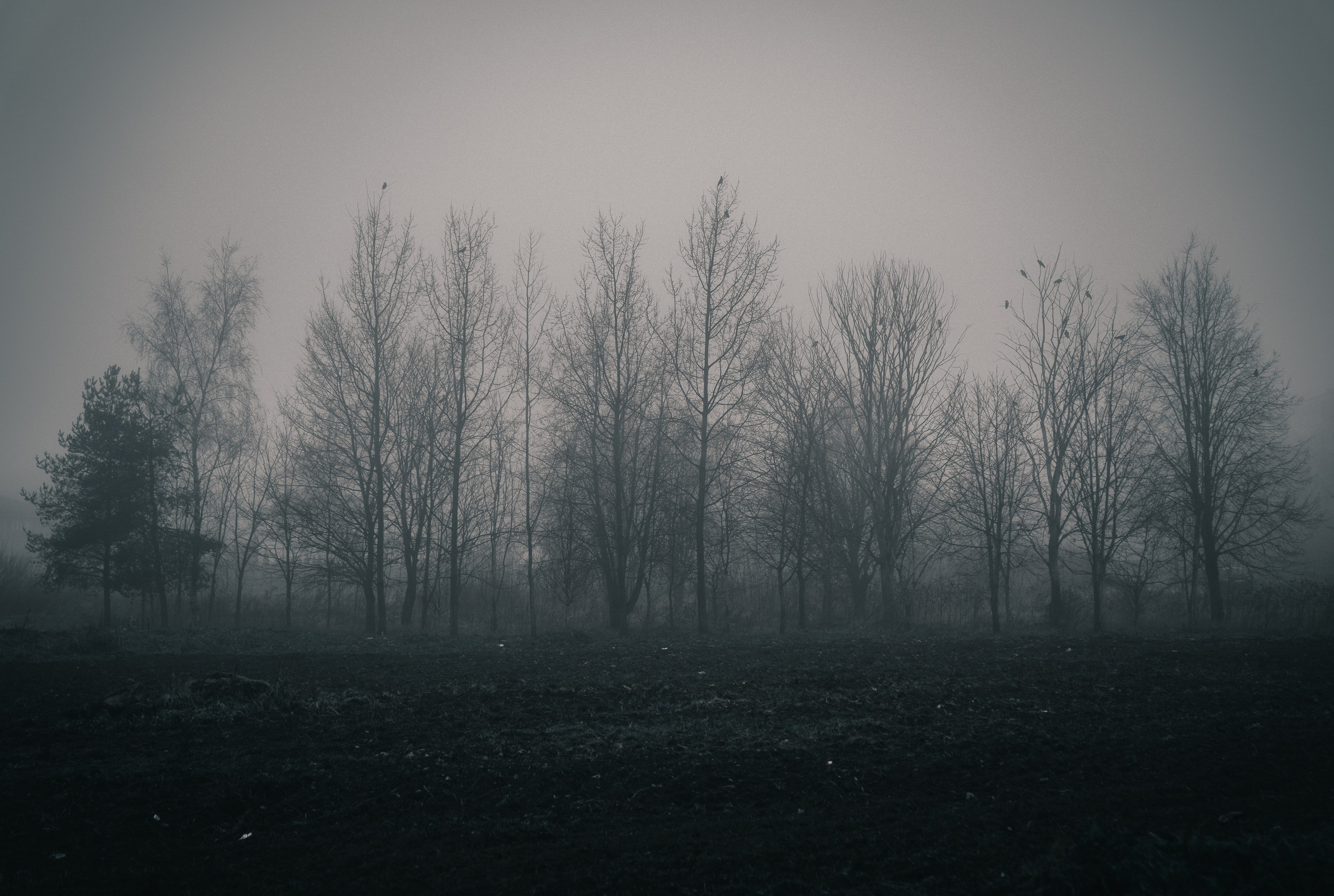 Силуэты голых деревьев с птицами в густом тумане, поле на окраине Санкт-Петербурга, атмосферная пейзажная уличная фотография, фотограф Мальцев Евгений (Evrednix).