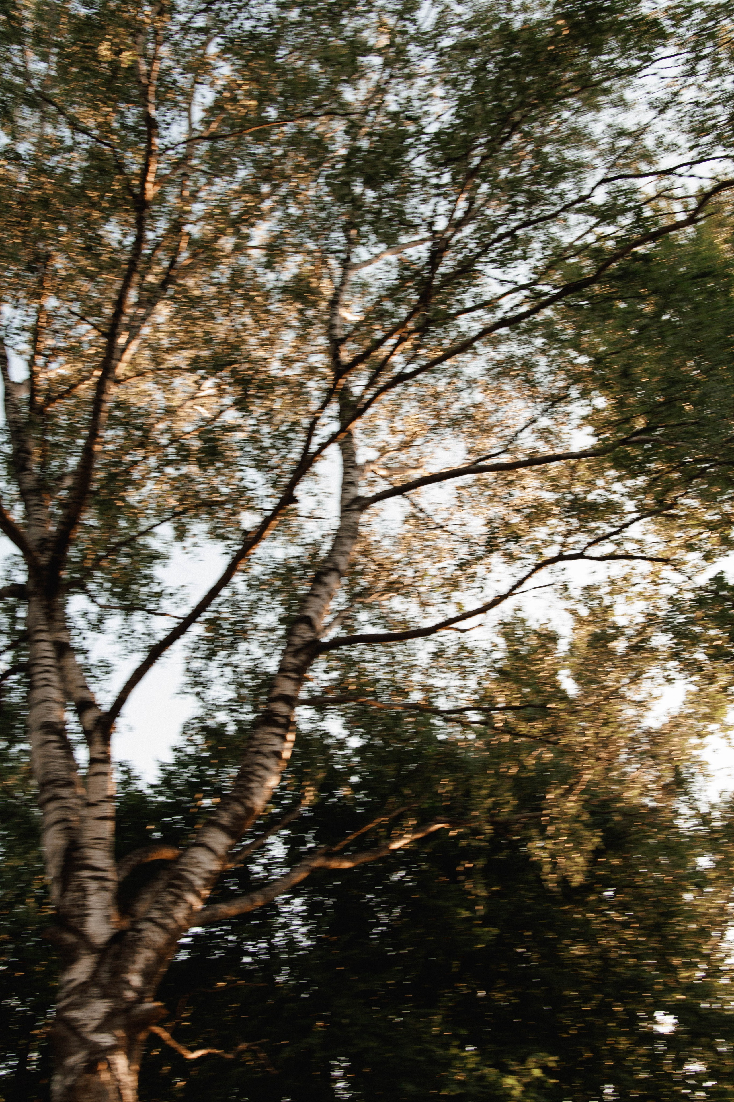 Алёна & Павел. Свадебный и портретный фотограф Соломко Диана