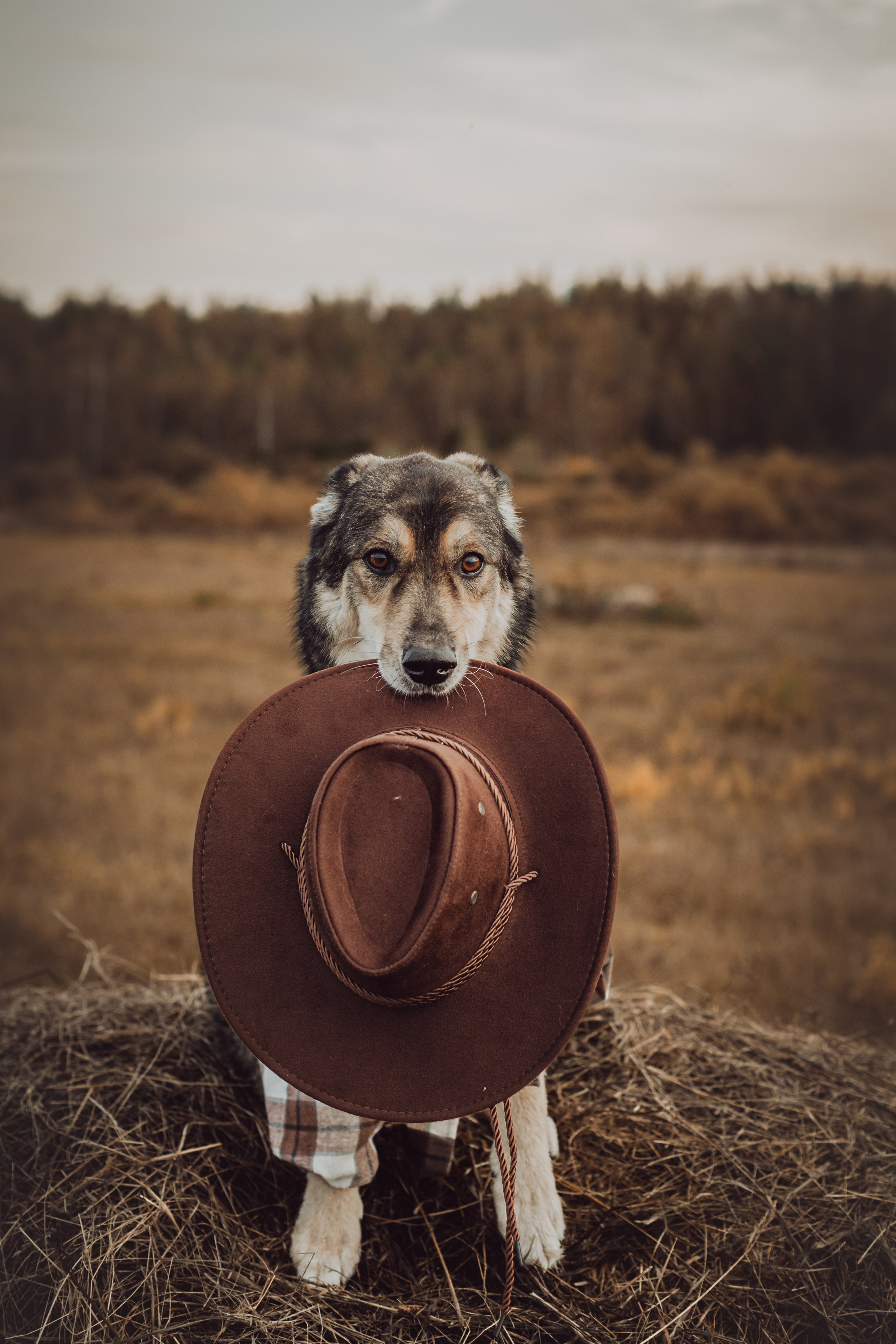 Кантри Дюк. Фотограф-анималист Татьяна Степанова