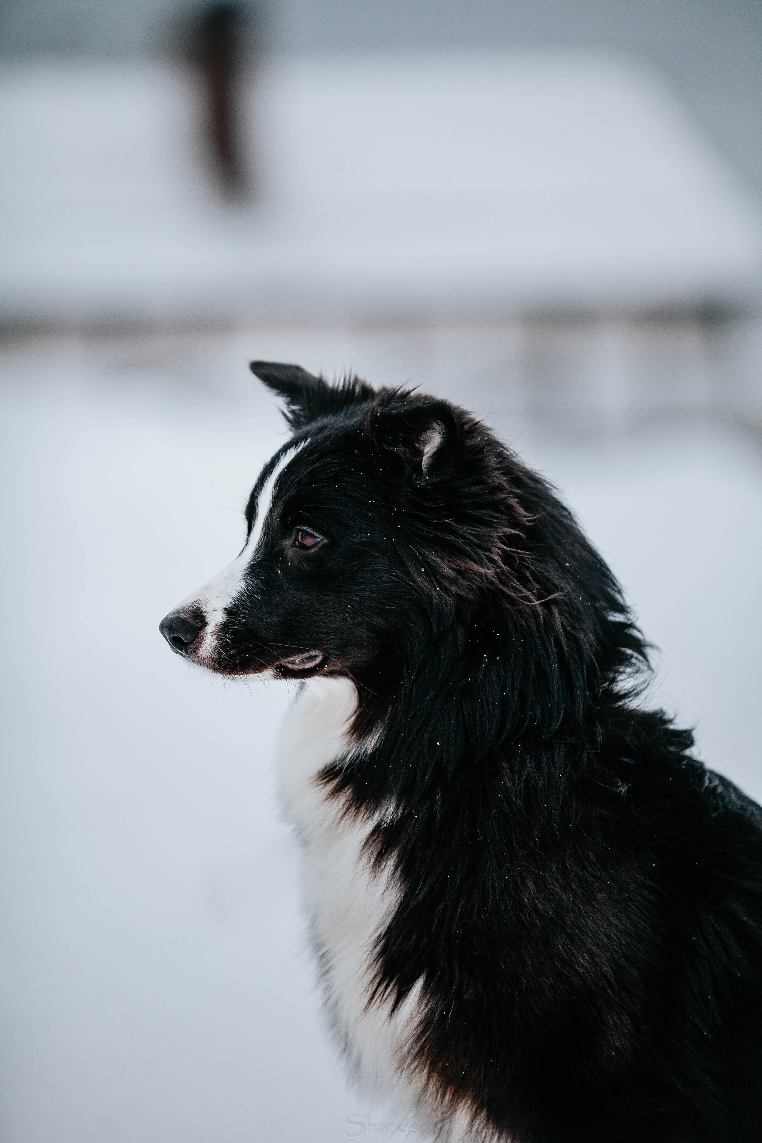 Хава. BLGKV питомник собак