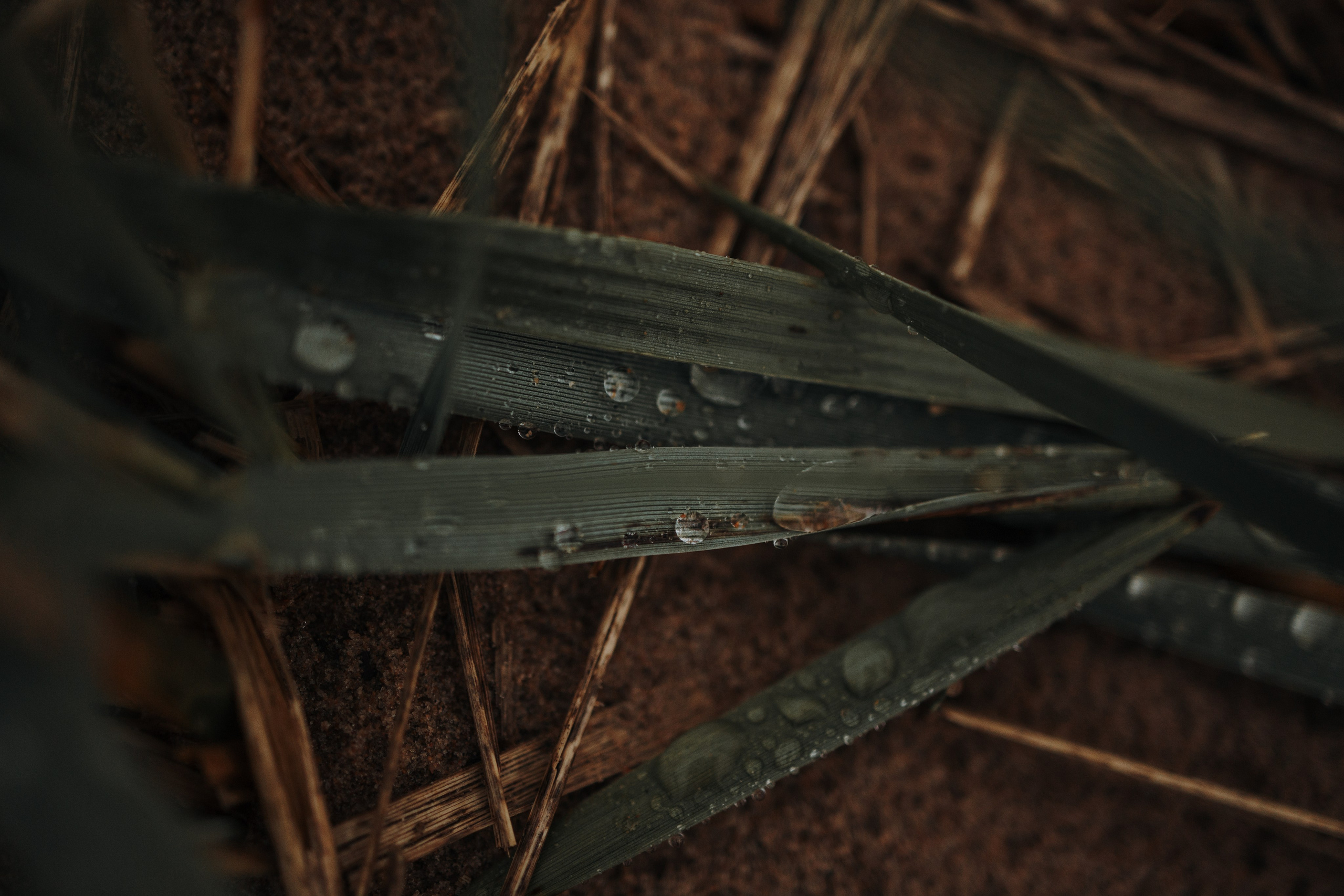 Катя и Агат. Фотограф — Анималист | Санкт-Петербург