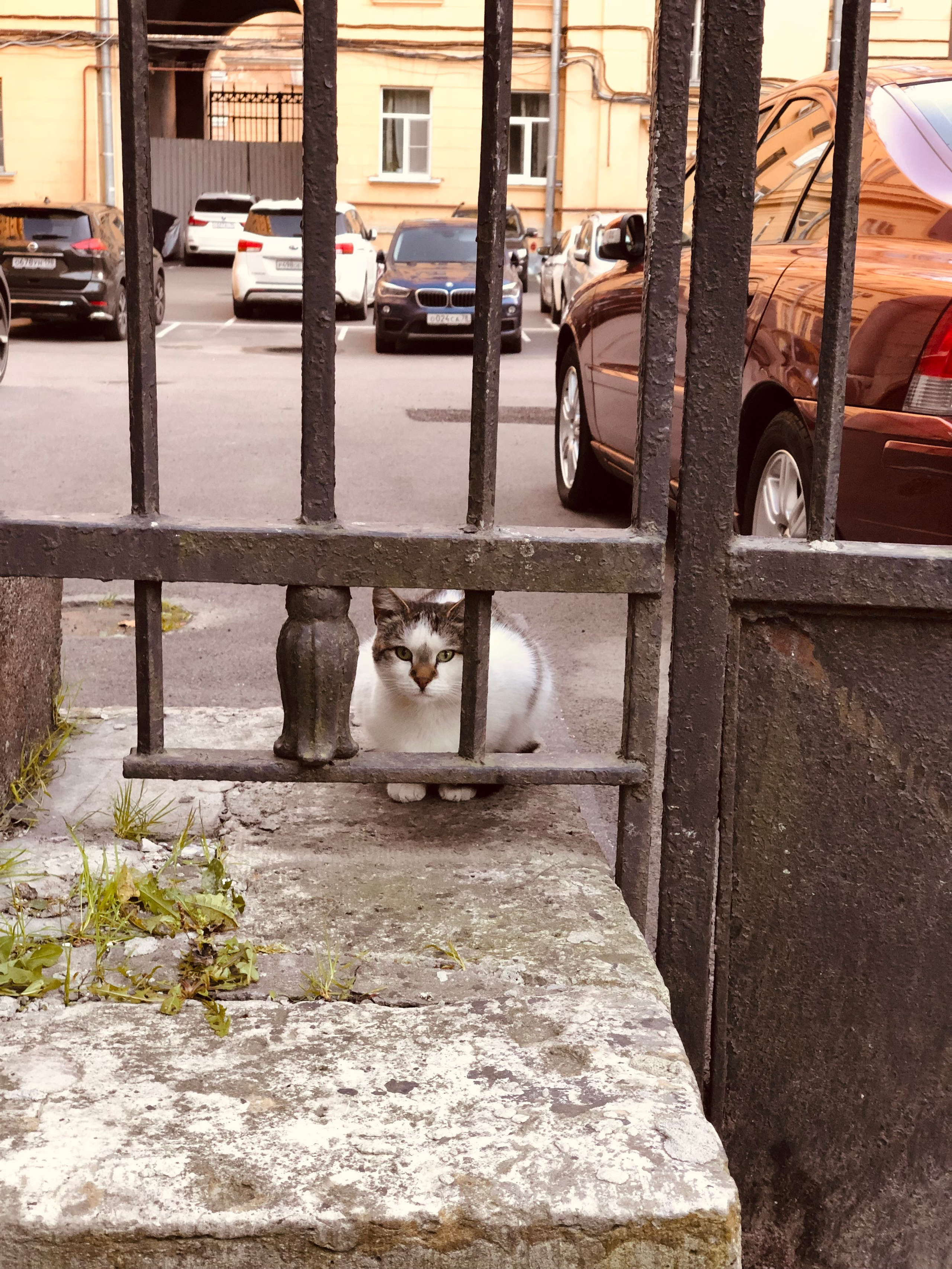 Октябрь. Семейный, Свадебный фотограф СПБ Питер— Романова Екатерина